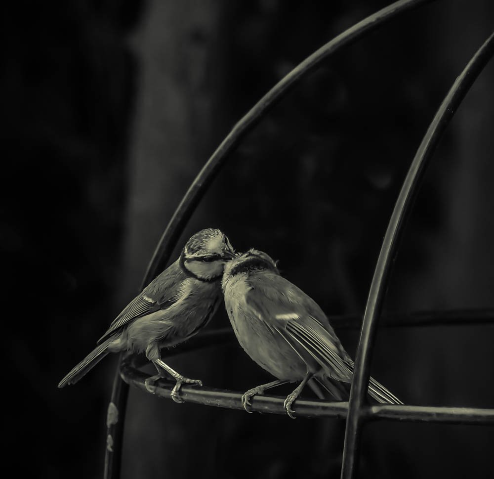 Two small birds perched closely on a metal structure, appearing affectionate.