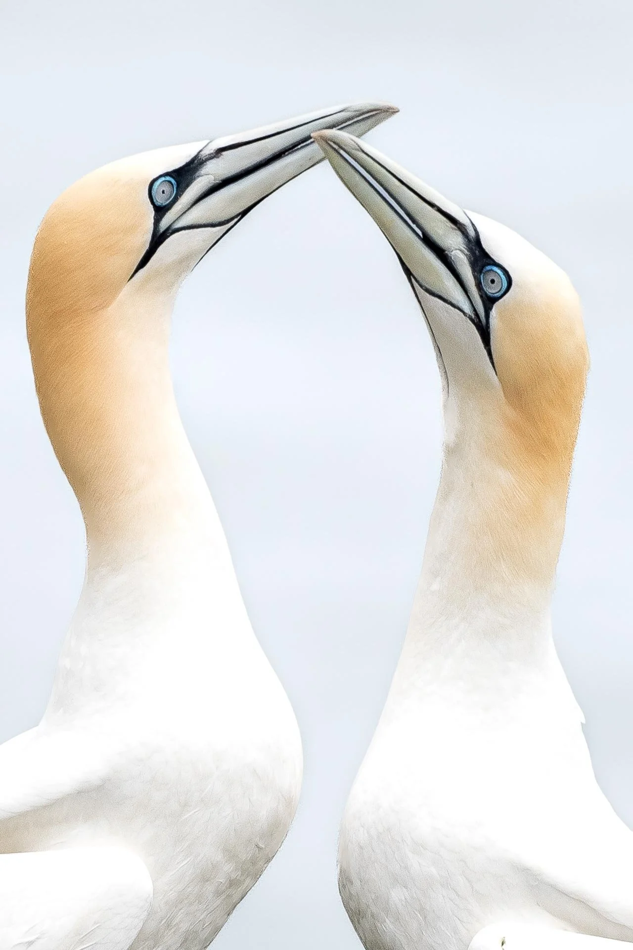 Two northern gannets touching beaks against a light background.