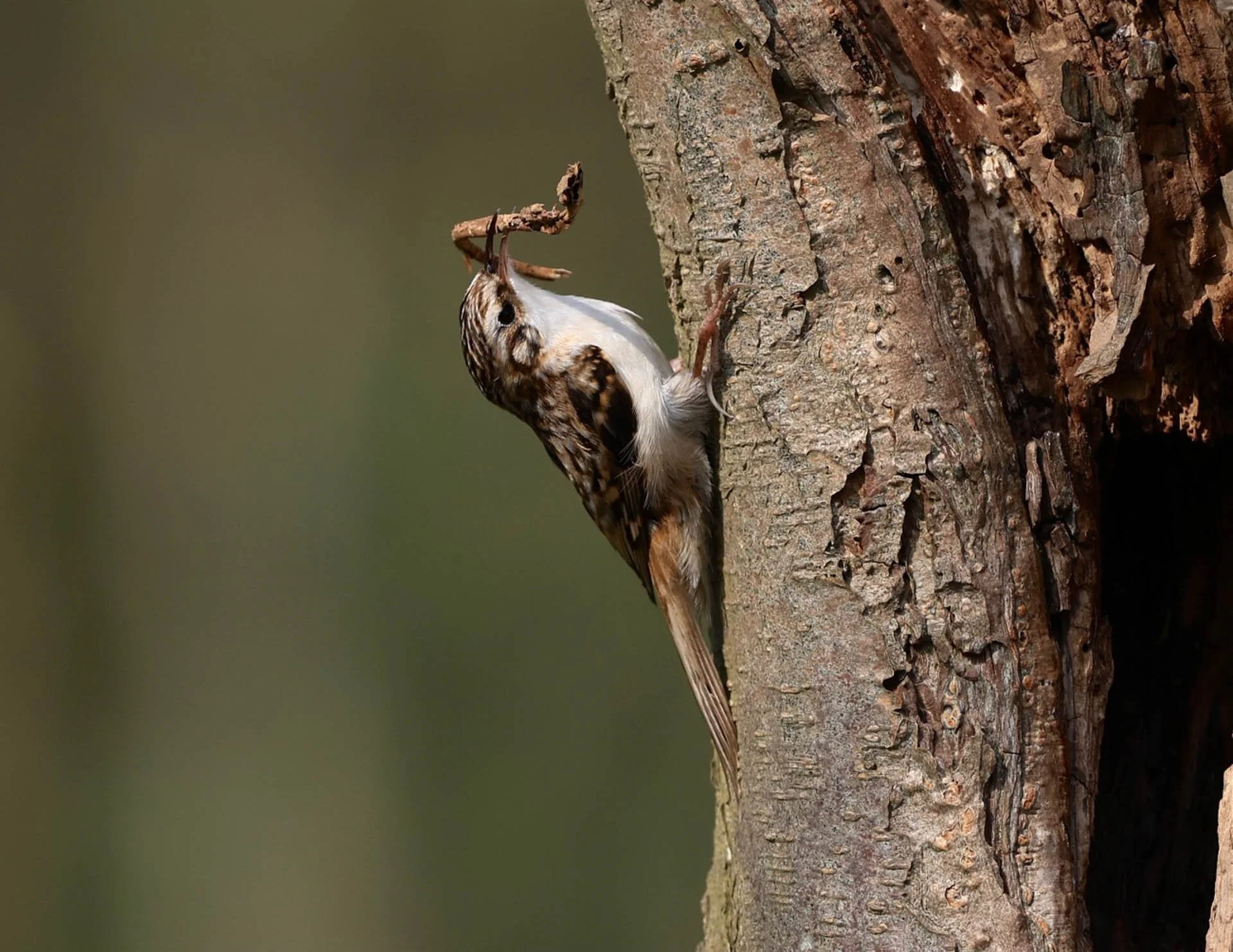 Bird perched on tree bark, holding a twig.