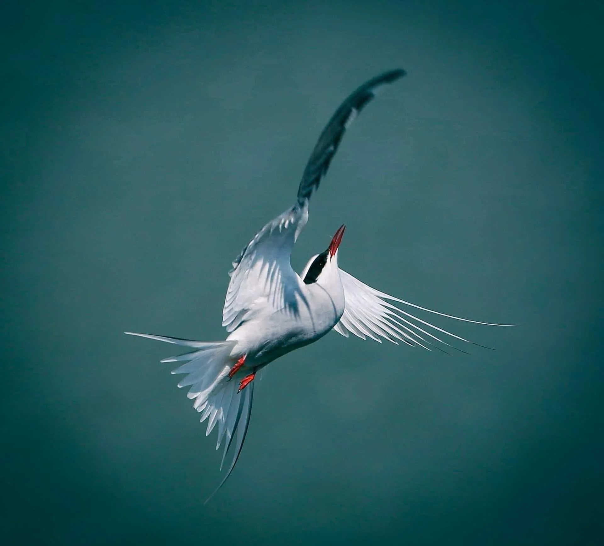 Arctic Tern in flight against a greenish background, showcasing its wings spread wide and a long tail.