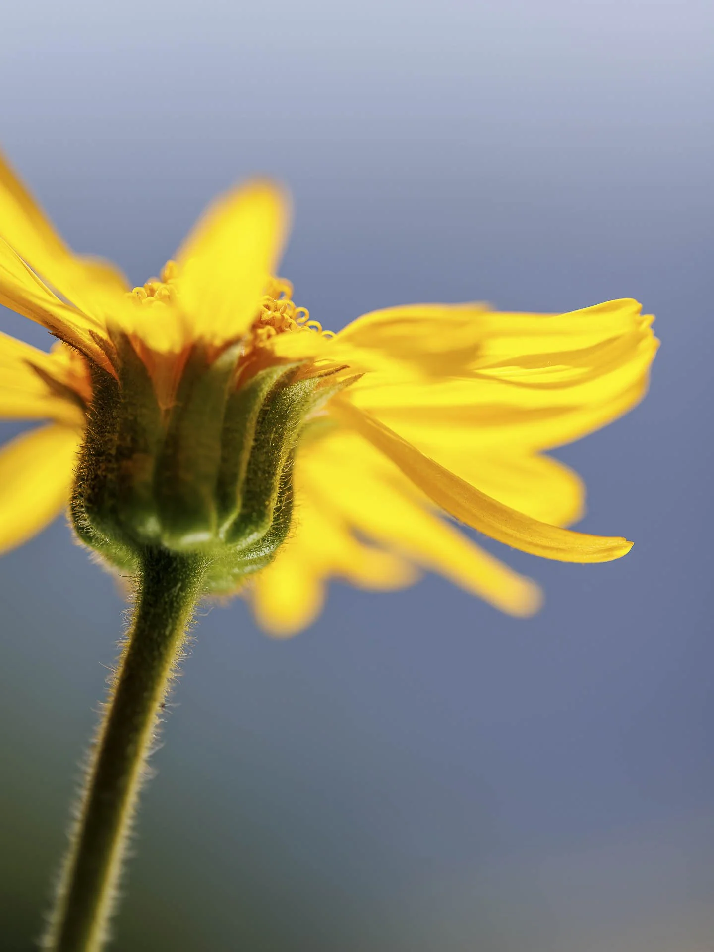 Close-up of a yellow flower with a green stem against a blurred blue background.