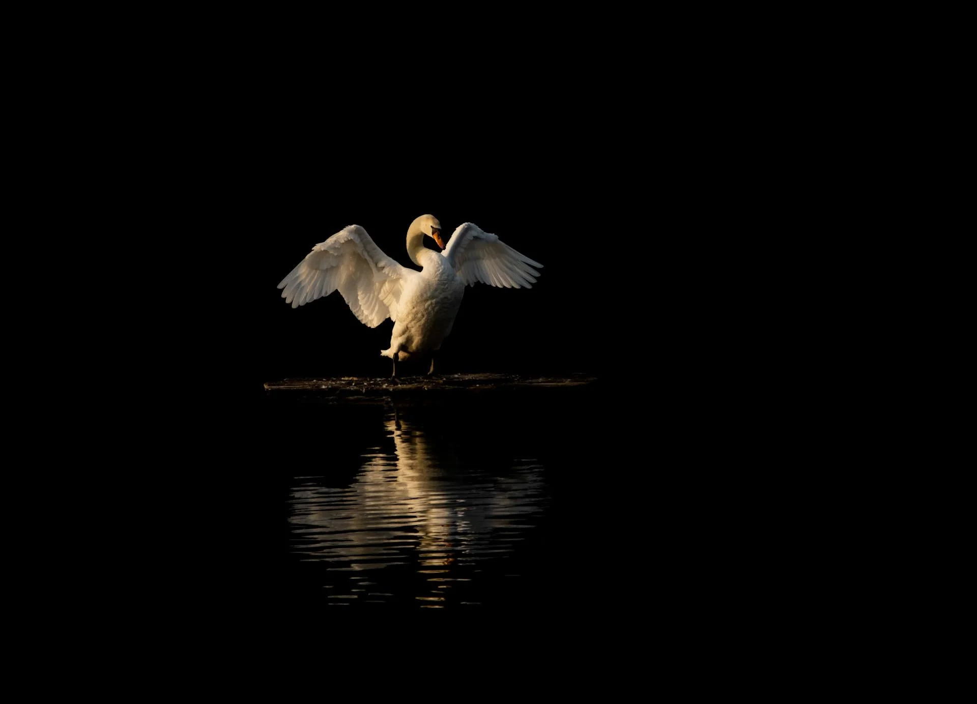 Swan with wings spread standing on water with reflection, against a black background.