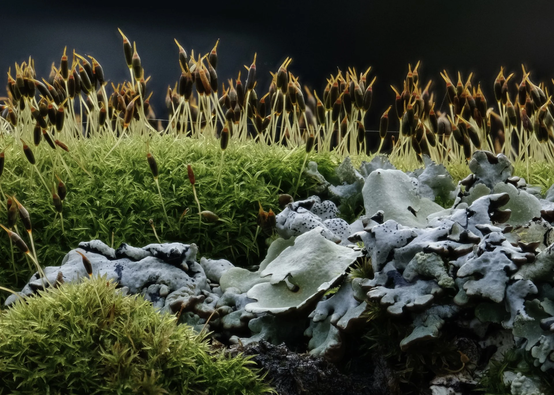 Macro photo of a moss and lichen community, showcasing green moss with small dark spore capsules and blue-grey lichens on a natural surface.