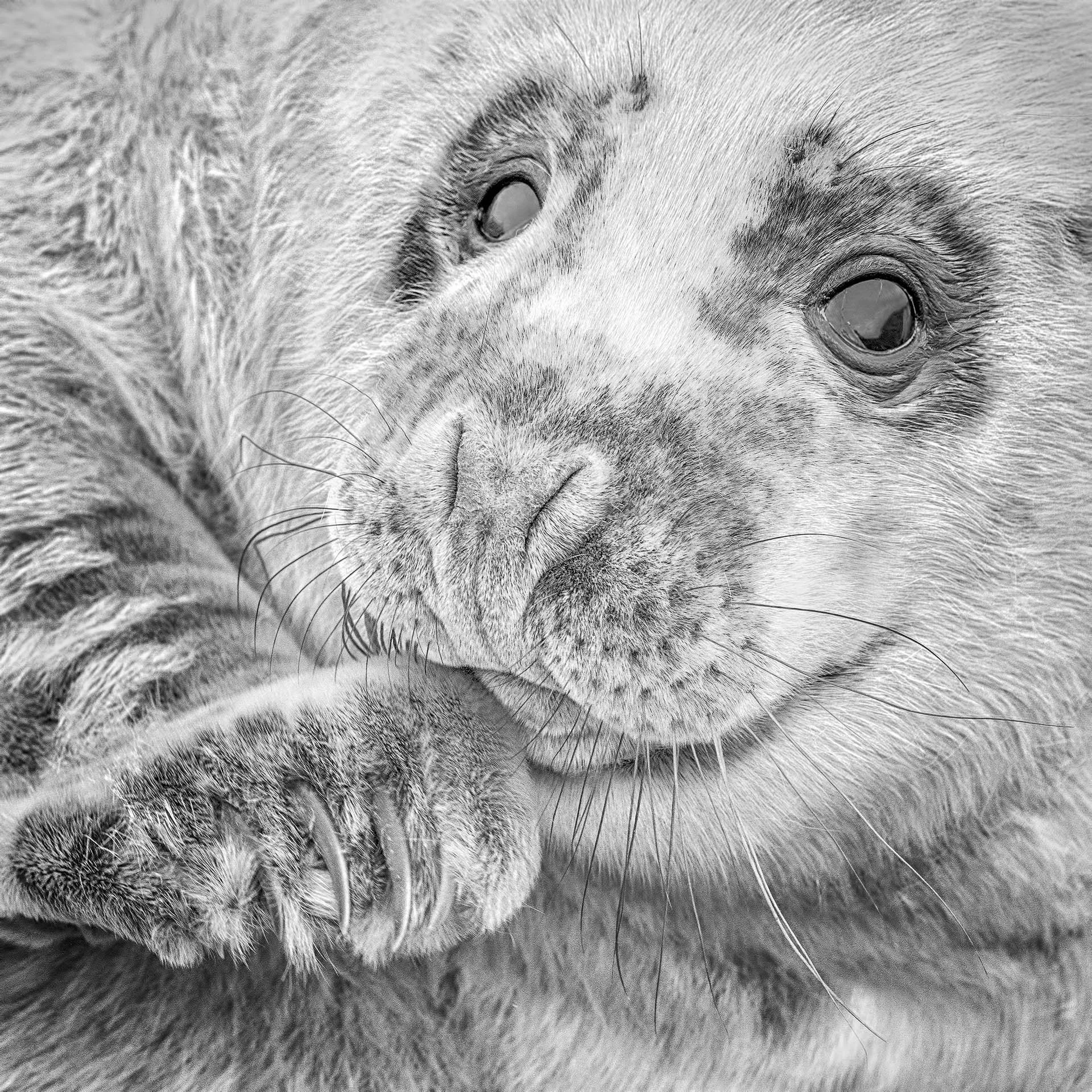 Close-up of a seal with a paw near its face, captured in black and white.