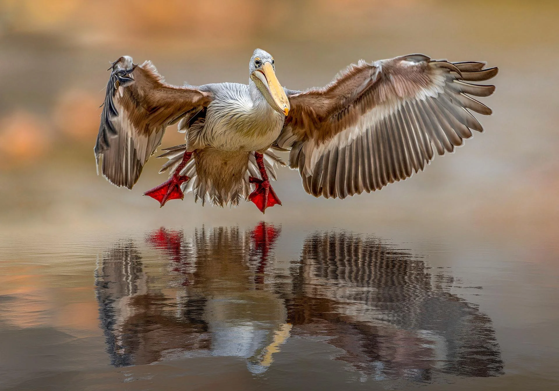 Pelican landing on water with wings spread wide, reflecting in the water below.