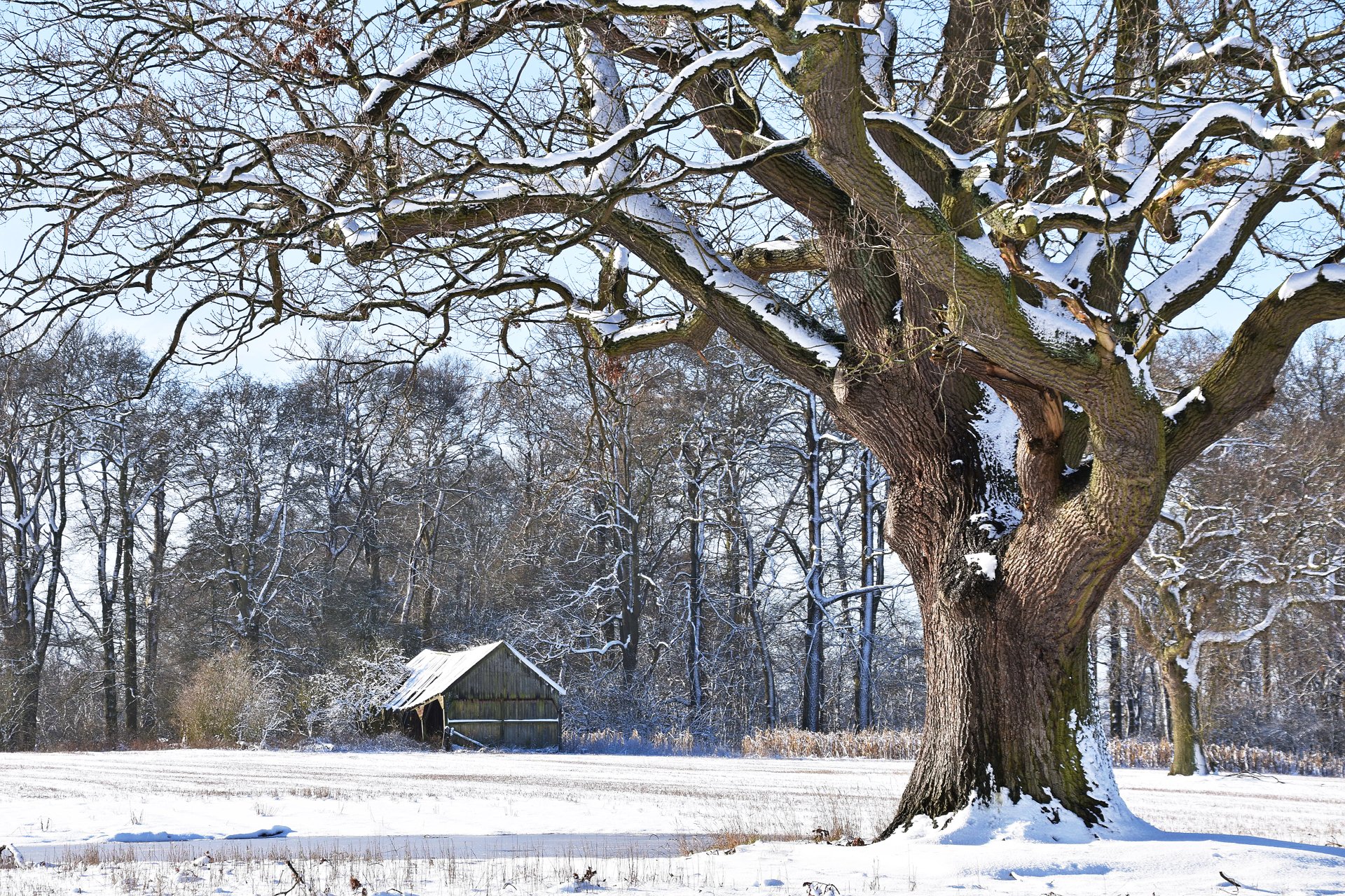 Large tree covered in snow with a wooden shed in a snowy field and forest background.