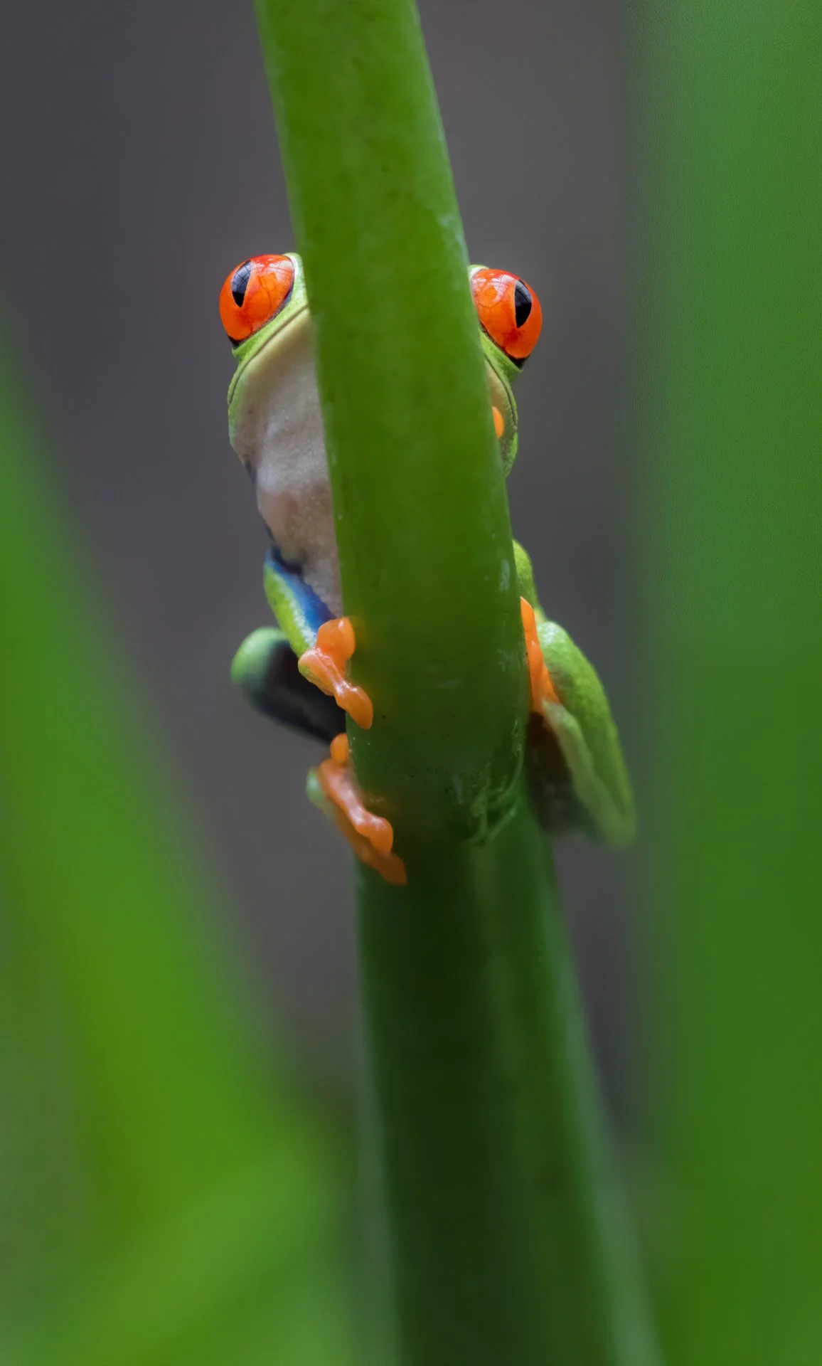 Red-eyed tree frog partially hidden by a green stem.