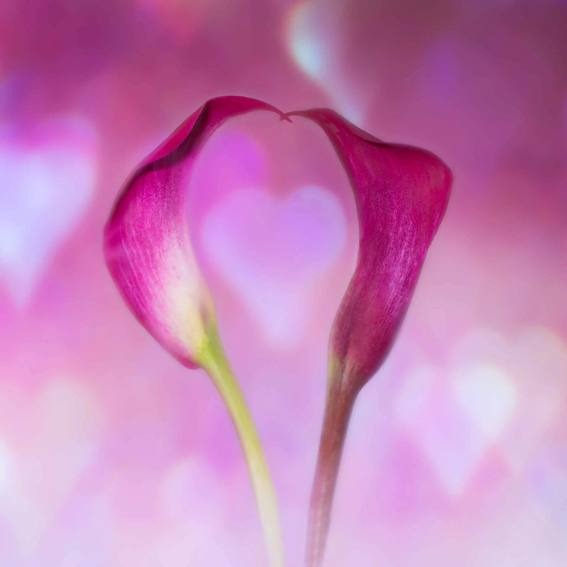 Two intertwined pink calla lilies forming a heart shape against a pink heart-patterned background.
