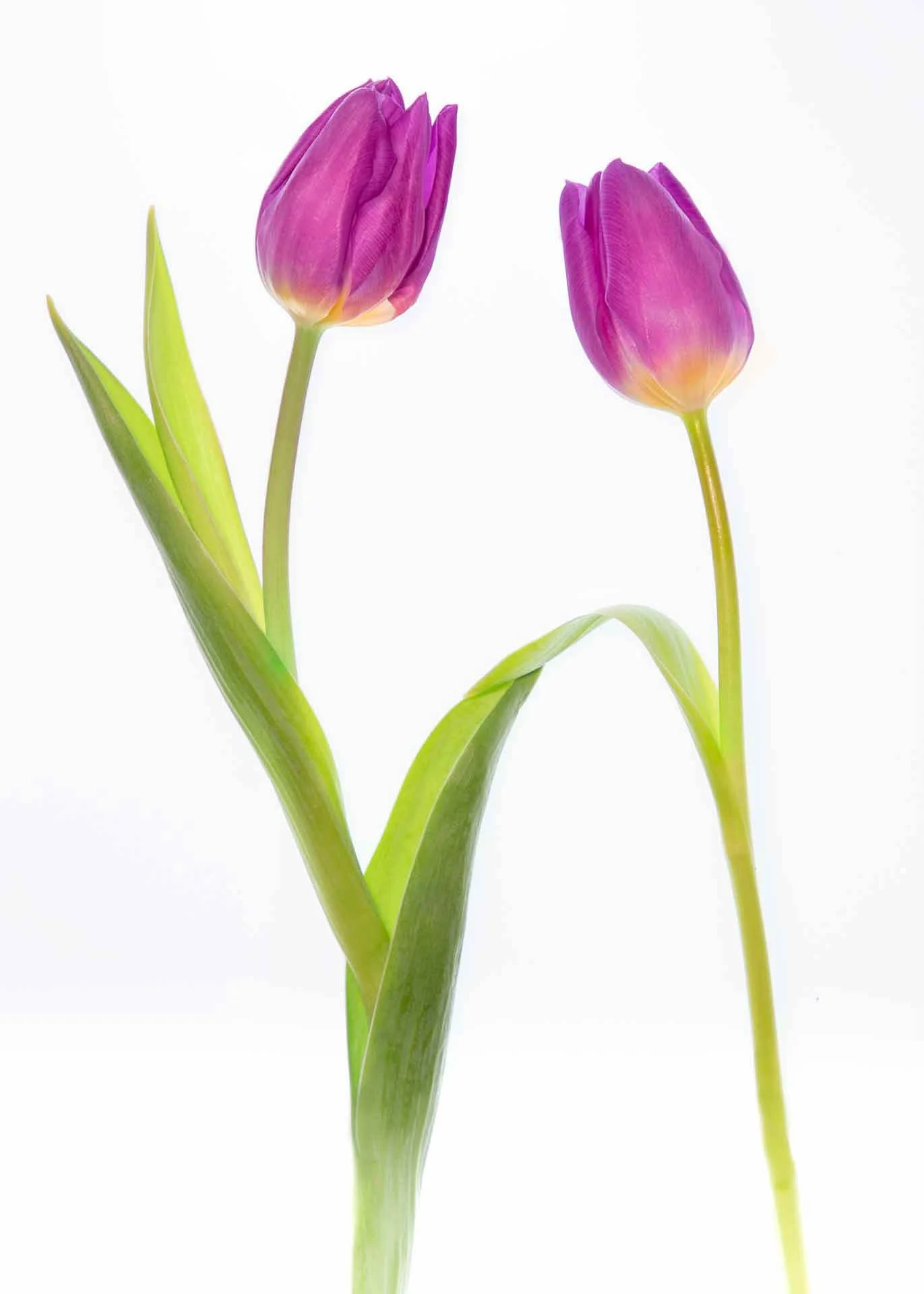 Two purple tulips with green stems and leaves against a white background.