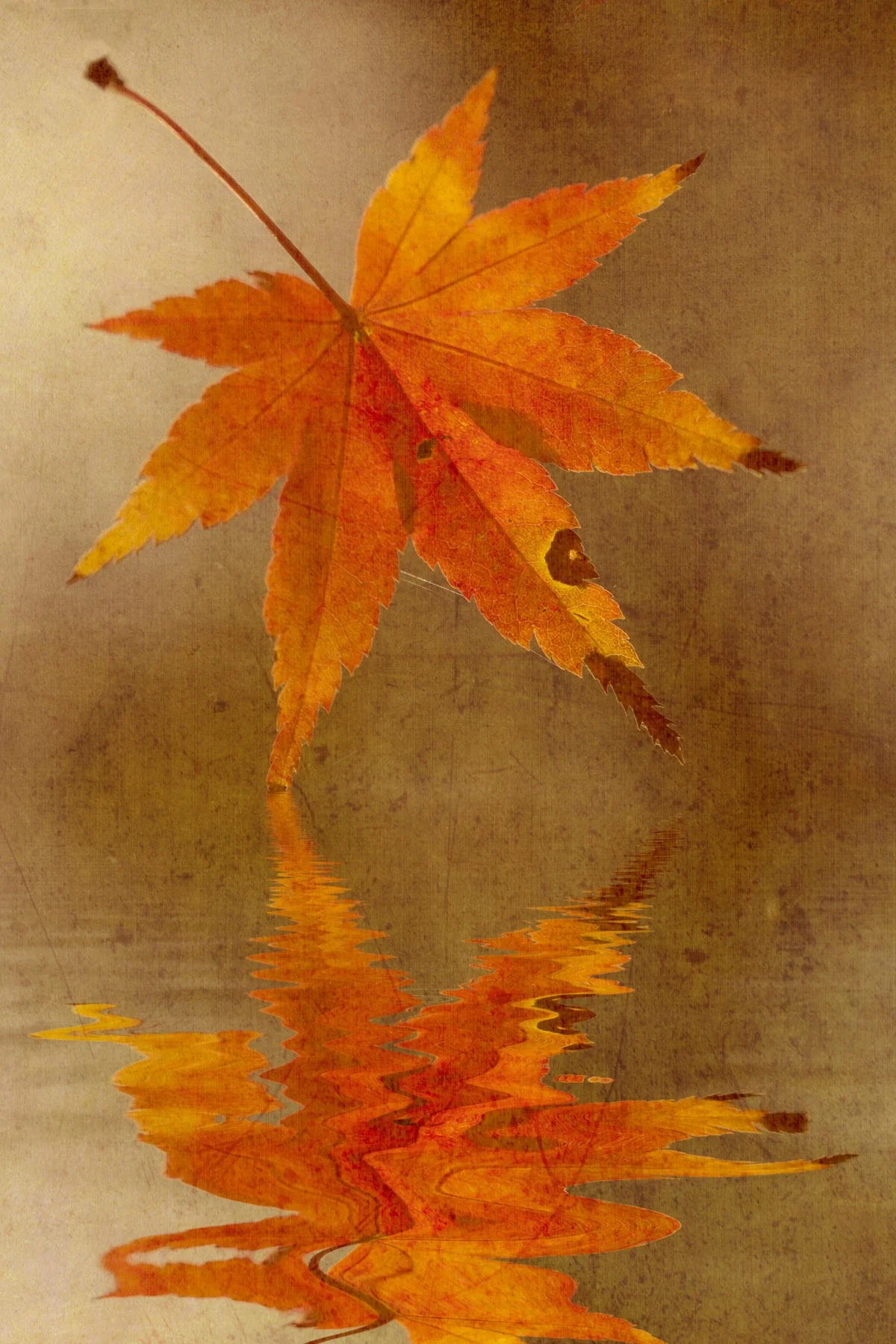 Autumn leaf on water reflection