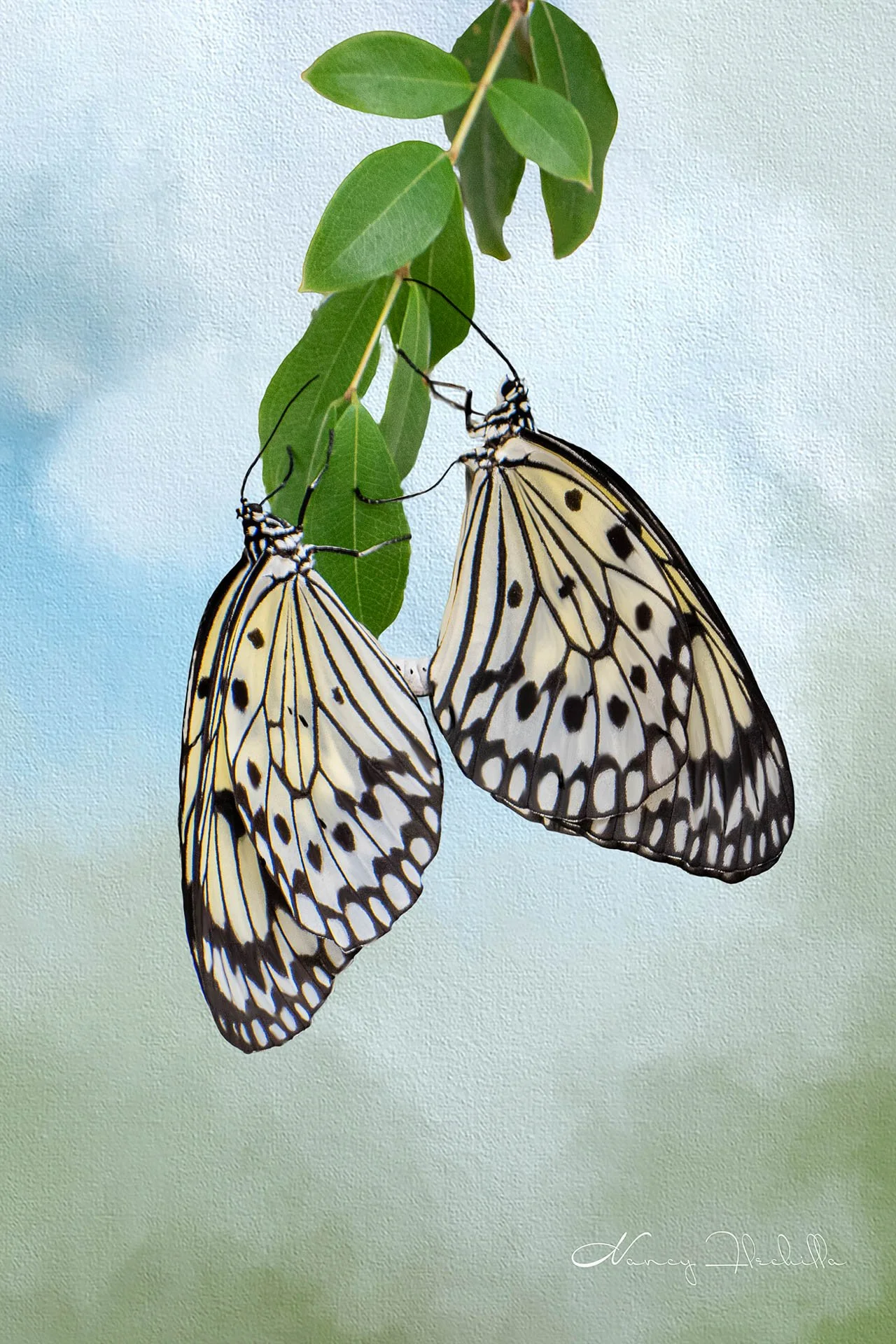 Two black and white butterflies on a green leafy branch with a blurred background.