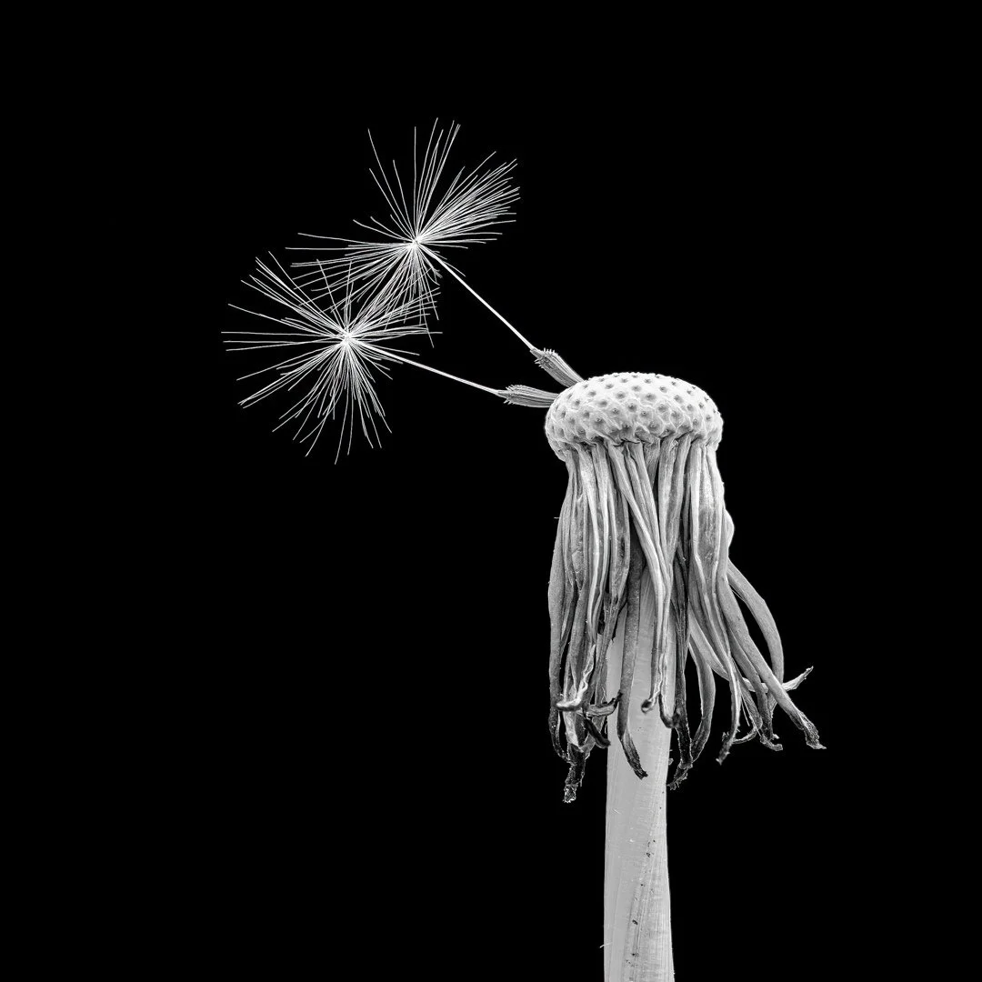 Close-up of a dandelion seed head with remaining seeds against a black background.