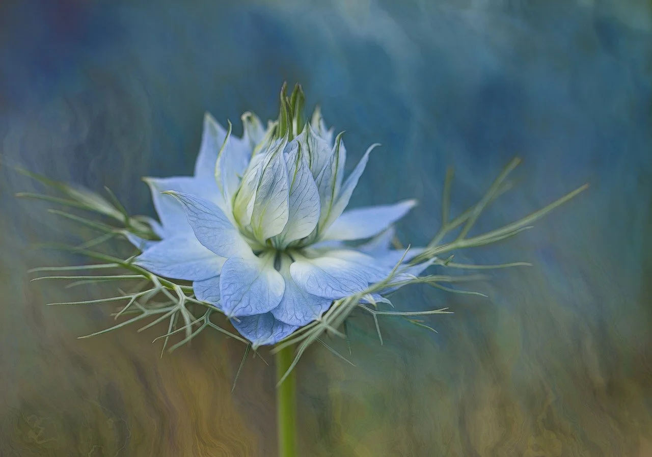 Close-up of a blue Nigella flower with delicate petals and green feathery leaves against a blurred background.