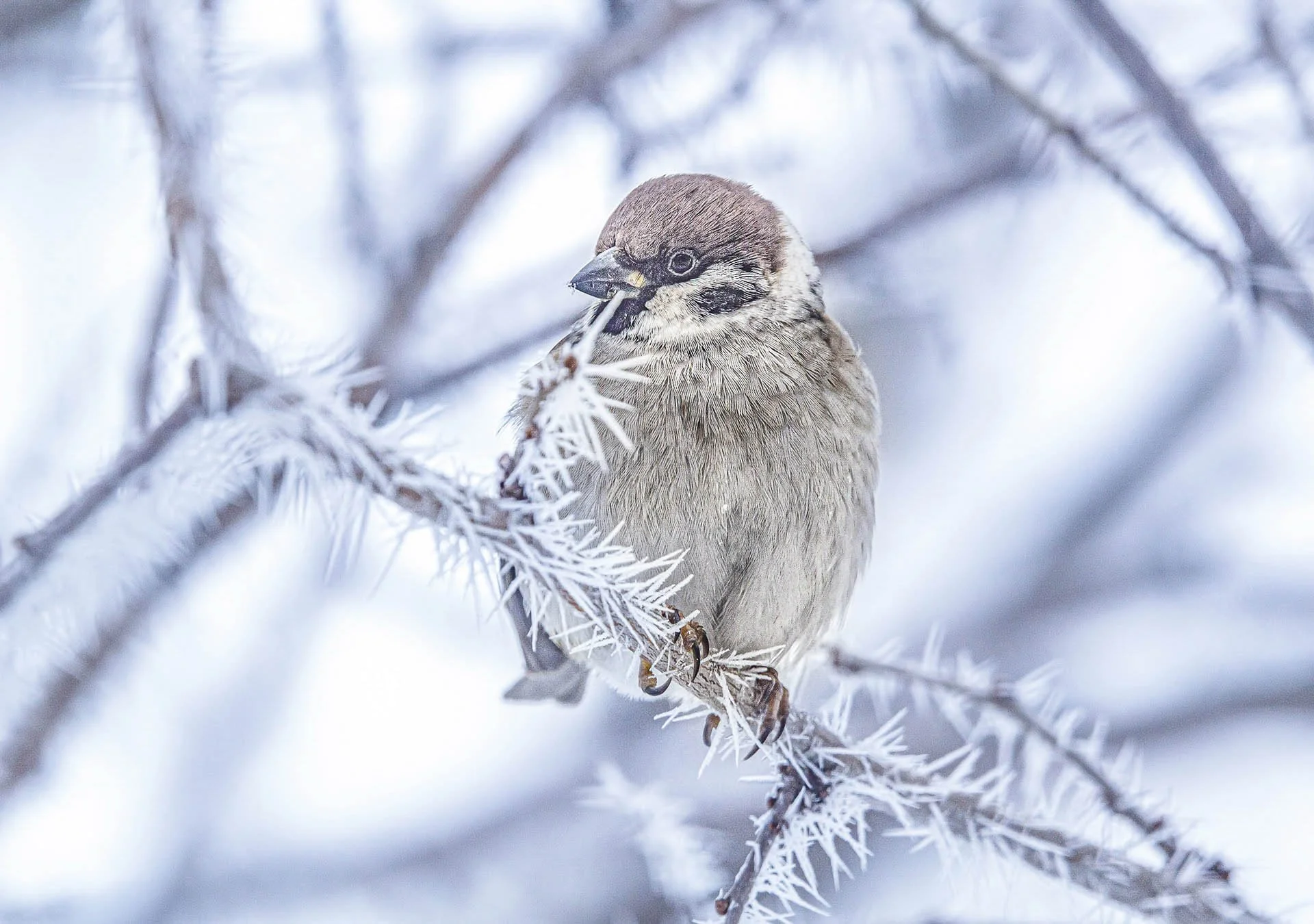 Sparrow perched on a frosty branch in winter