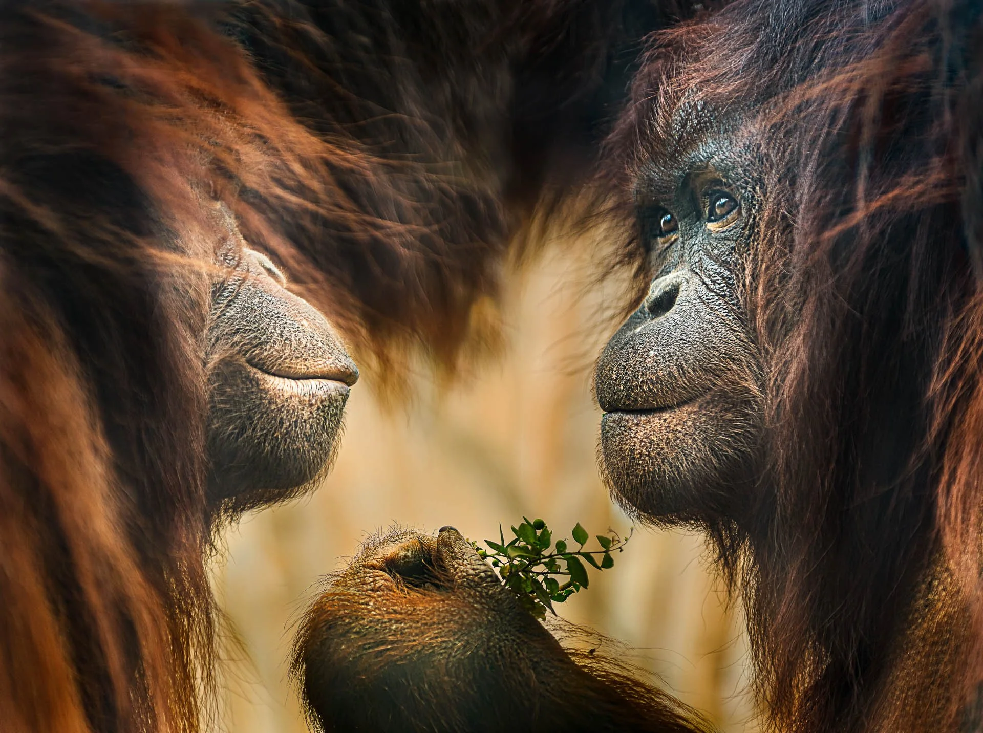 Three orangutans with reddish-brown fur, with one holding green leaves.