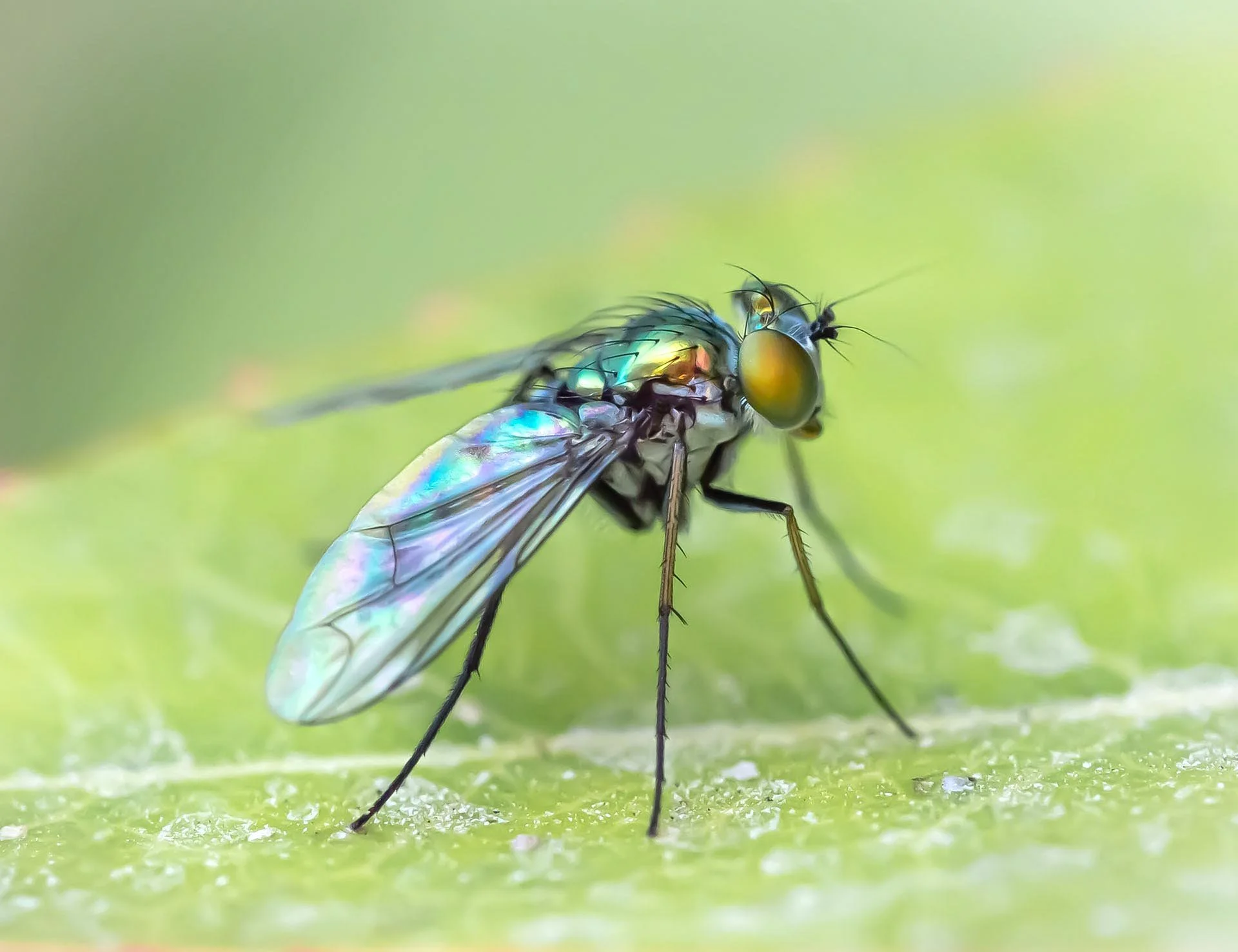 Close-up of a colorful metallic green fly on a leaf