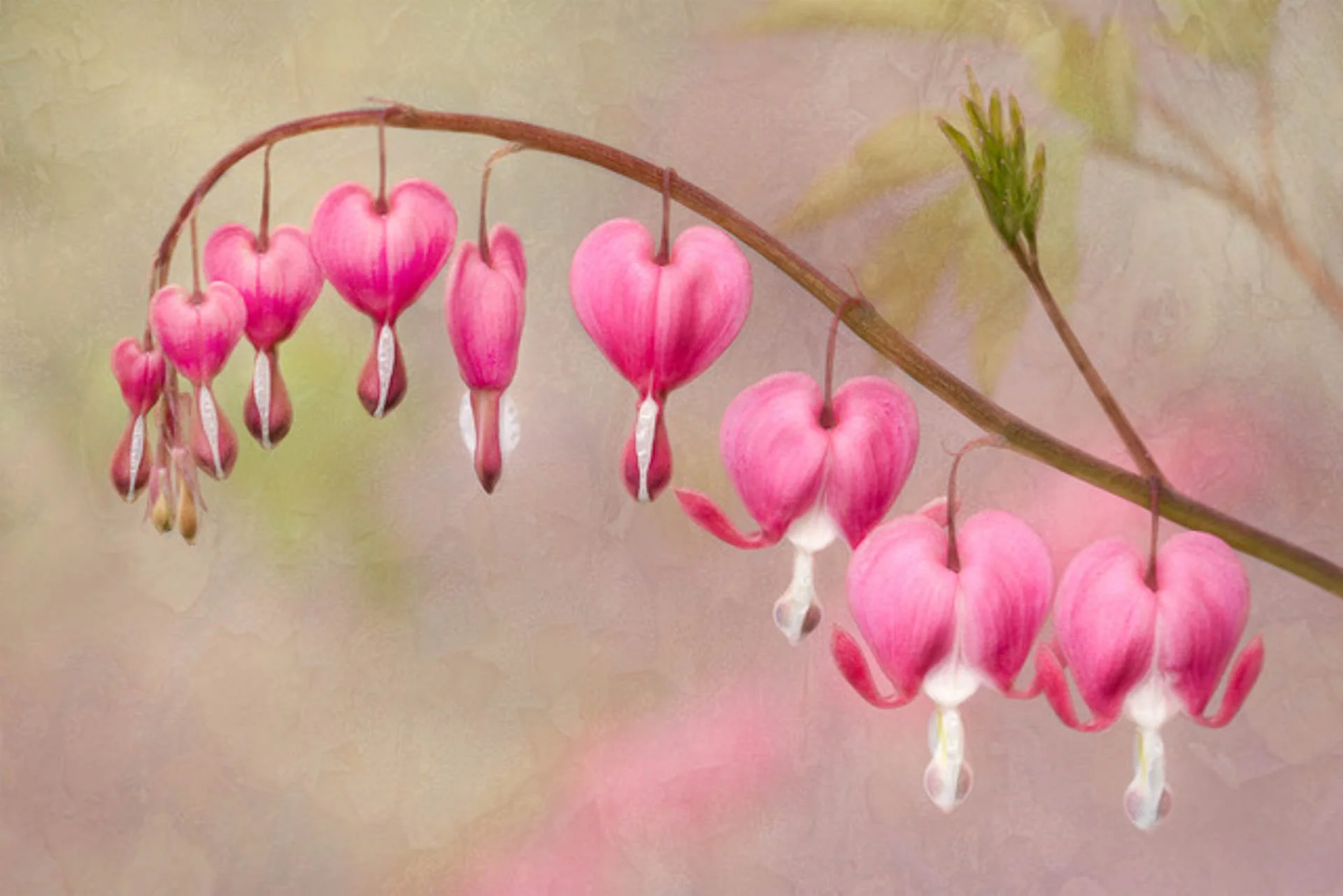 Close-up of pink bleeding heart flowers on a branch against a soft-focus background.