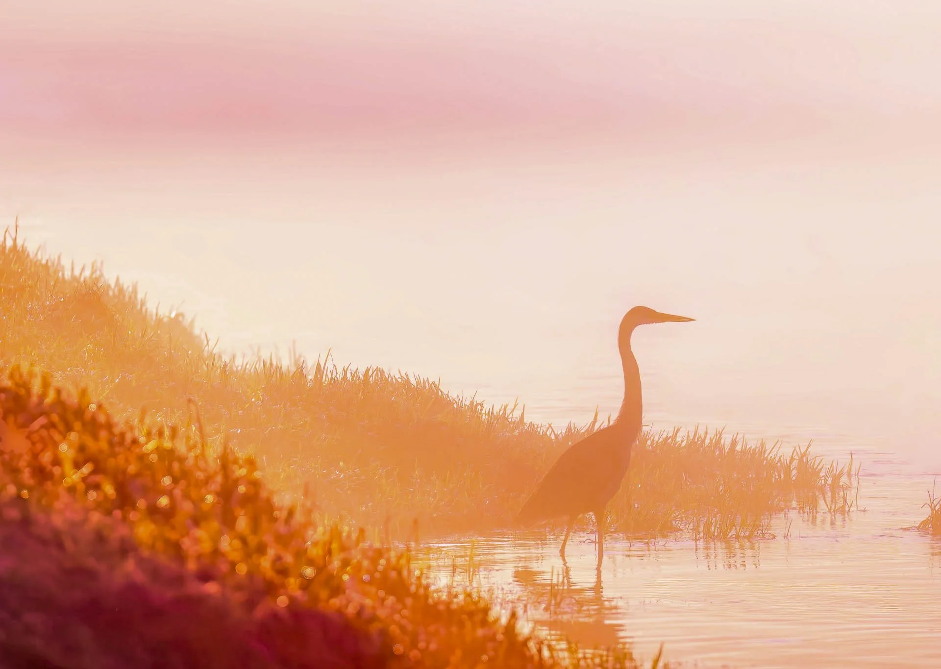 Silhouette of a heron standing in shallow water at sunrise with grass in the foreground.