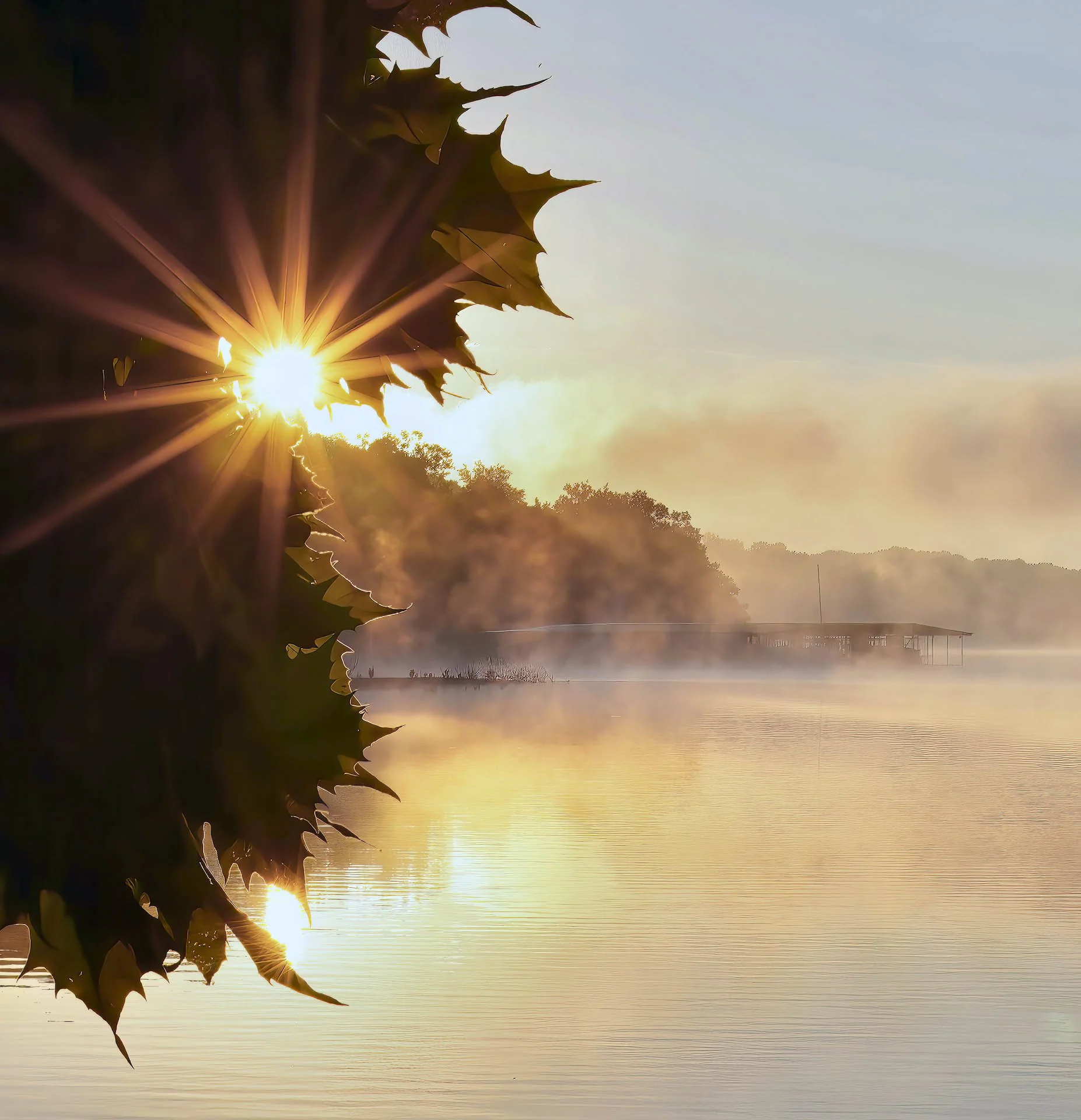 Sunrise over a misty lake with tree leaves in the foreground and a dock in the distance.