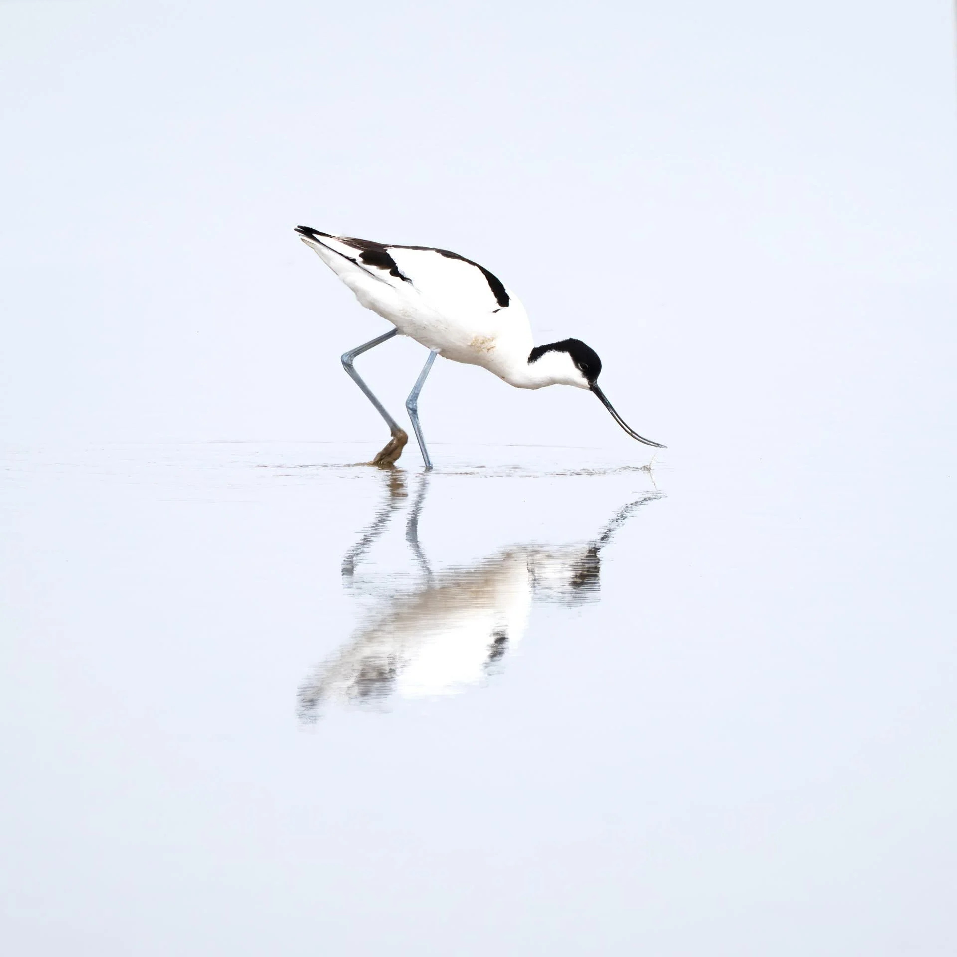 Avocet wading in shallow water with reflection