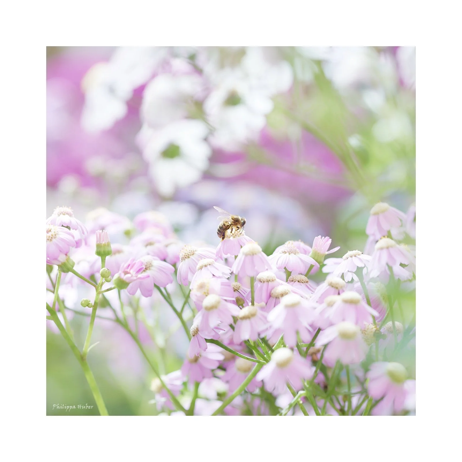 A bee on pink flowers in a garden setting with soft focus and blurred background.