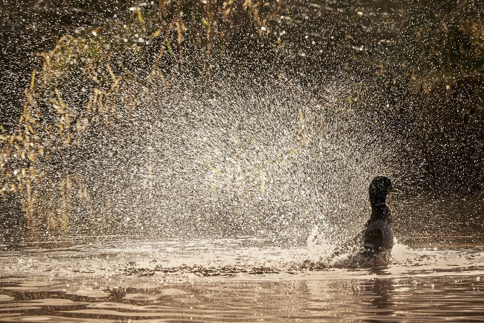 Duck flapping wings on water, creating splash in sunlight.