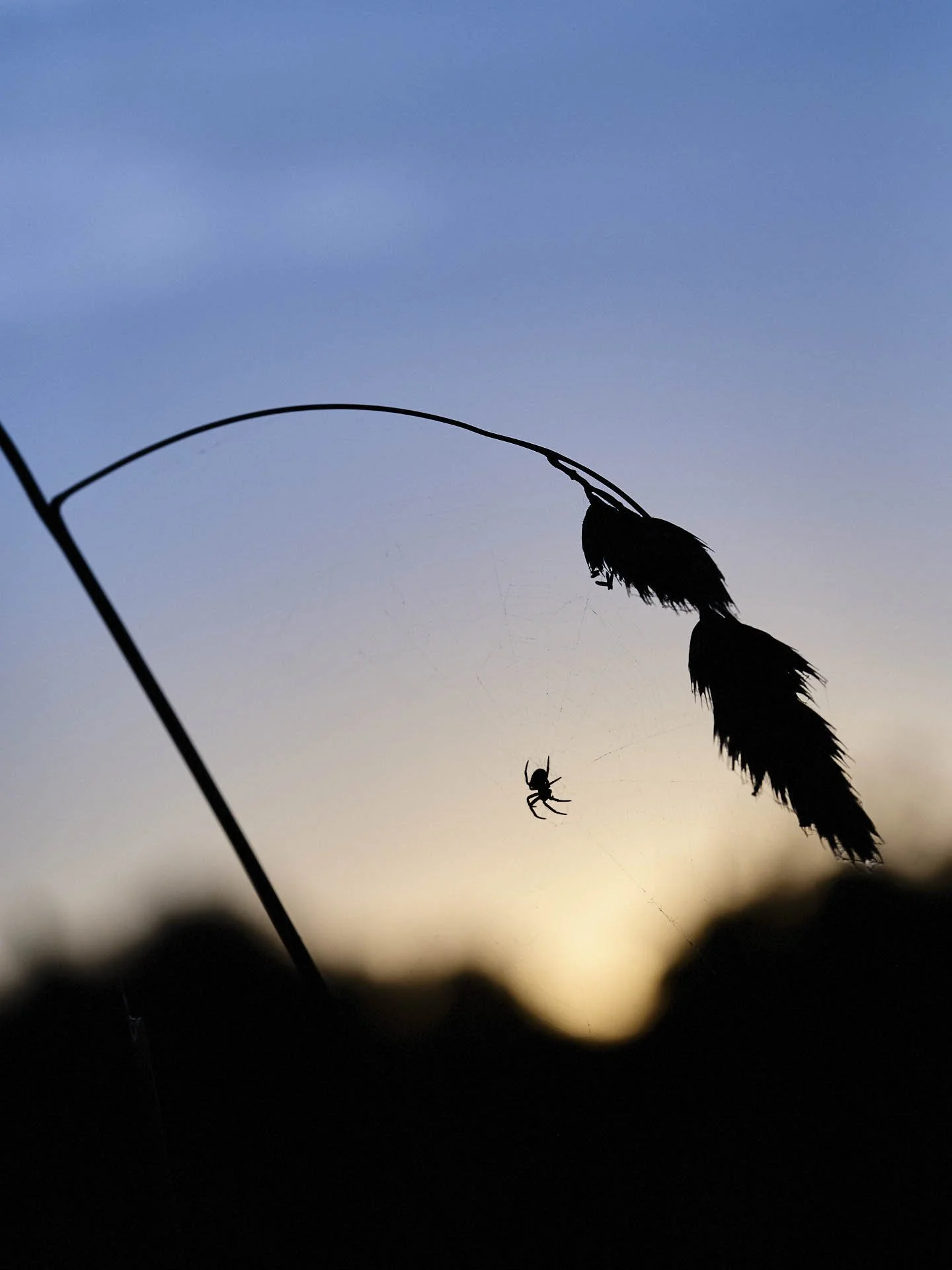 Silhouette of a spider on a web against a sunset sky, with a drooping plant stem in the foreground.