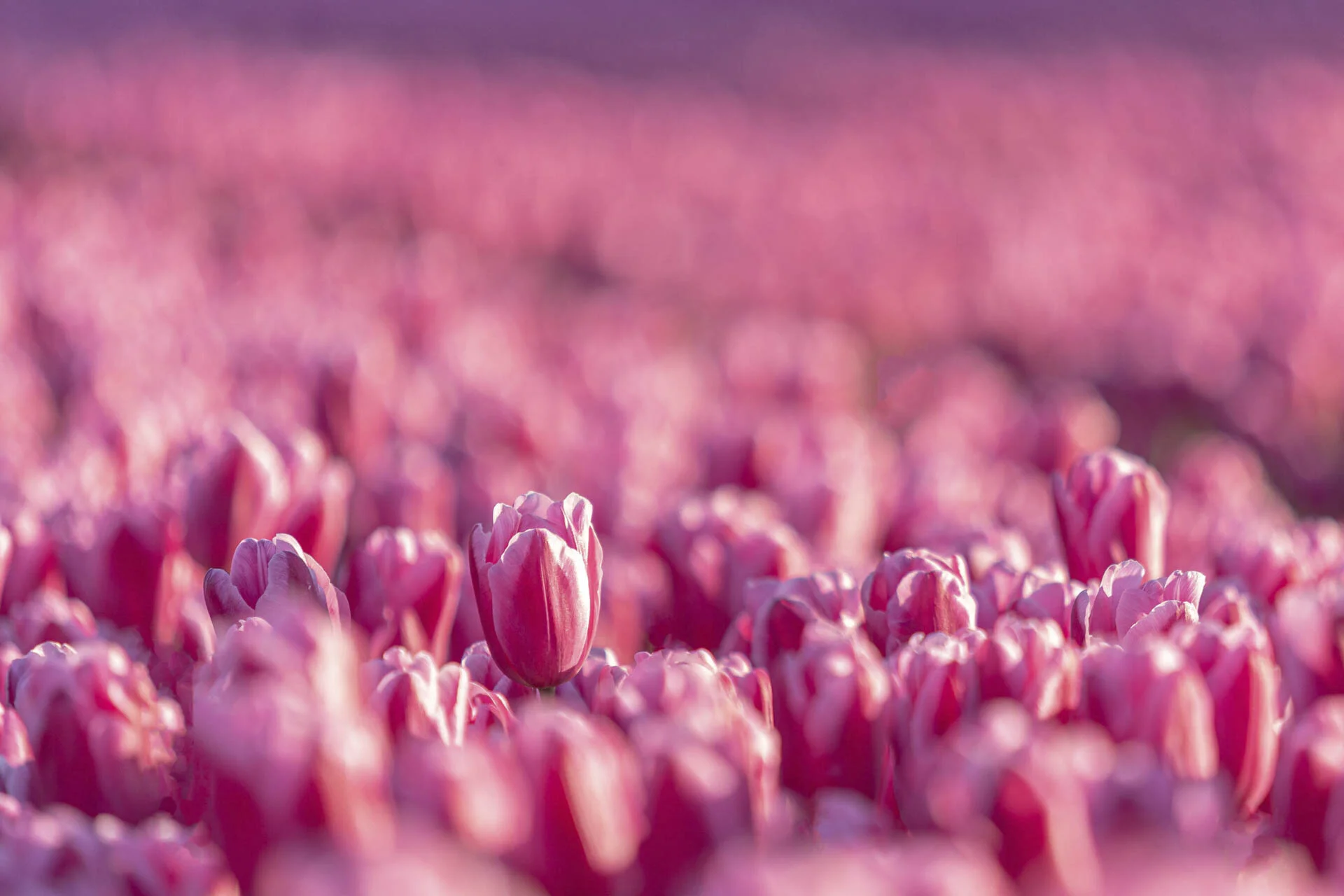 Field of pink tulips in soft focus.
