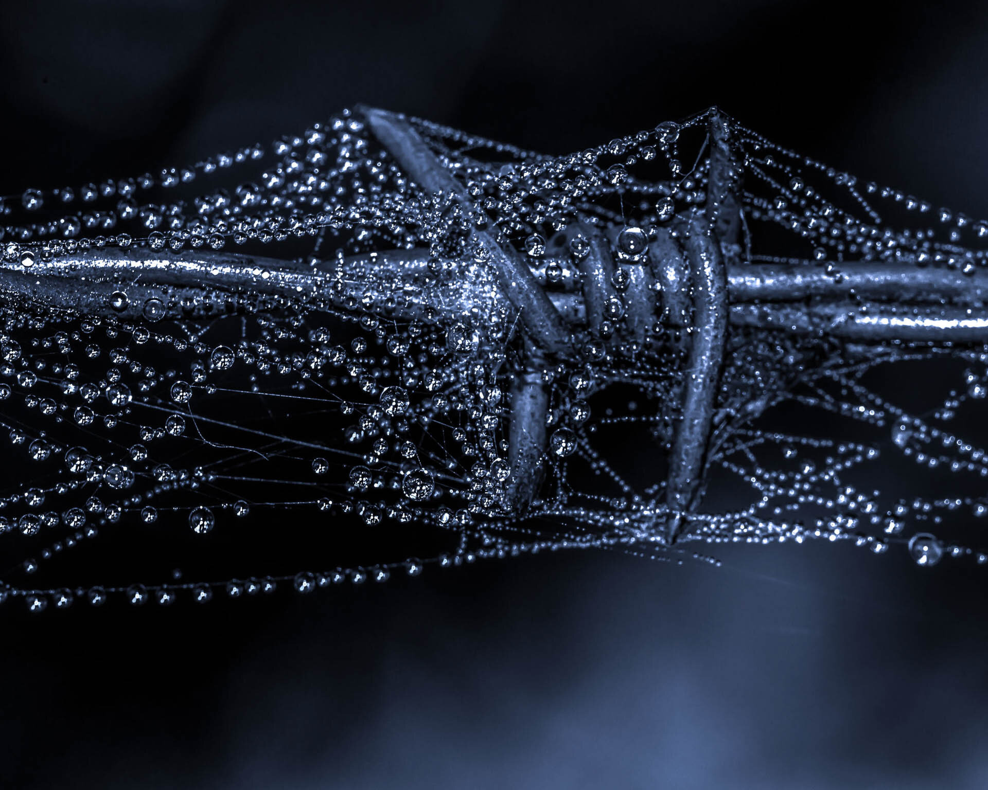 Close-up of barbed wire covered in dew droplets with visible spider webs, creating a delicate lace-like appearance in low light.