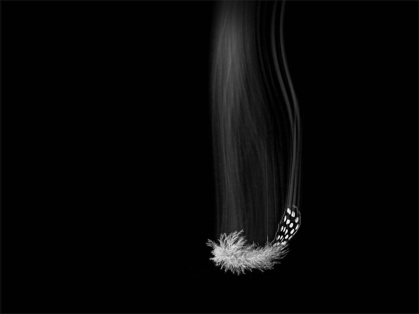 Black and white image of a feather with polka dots falling against a dark background.