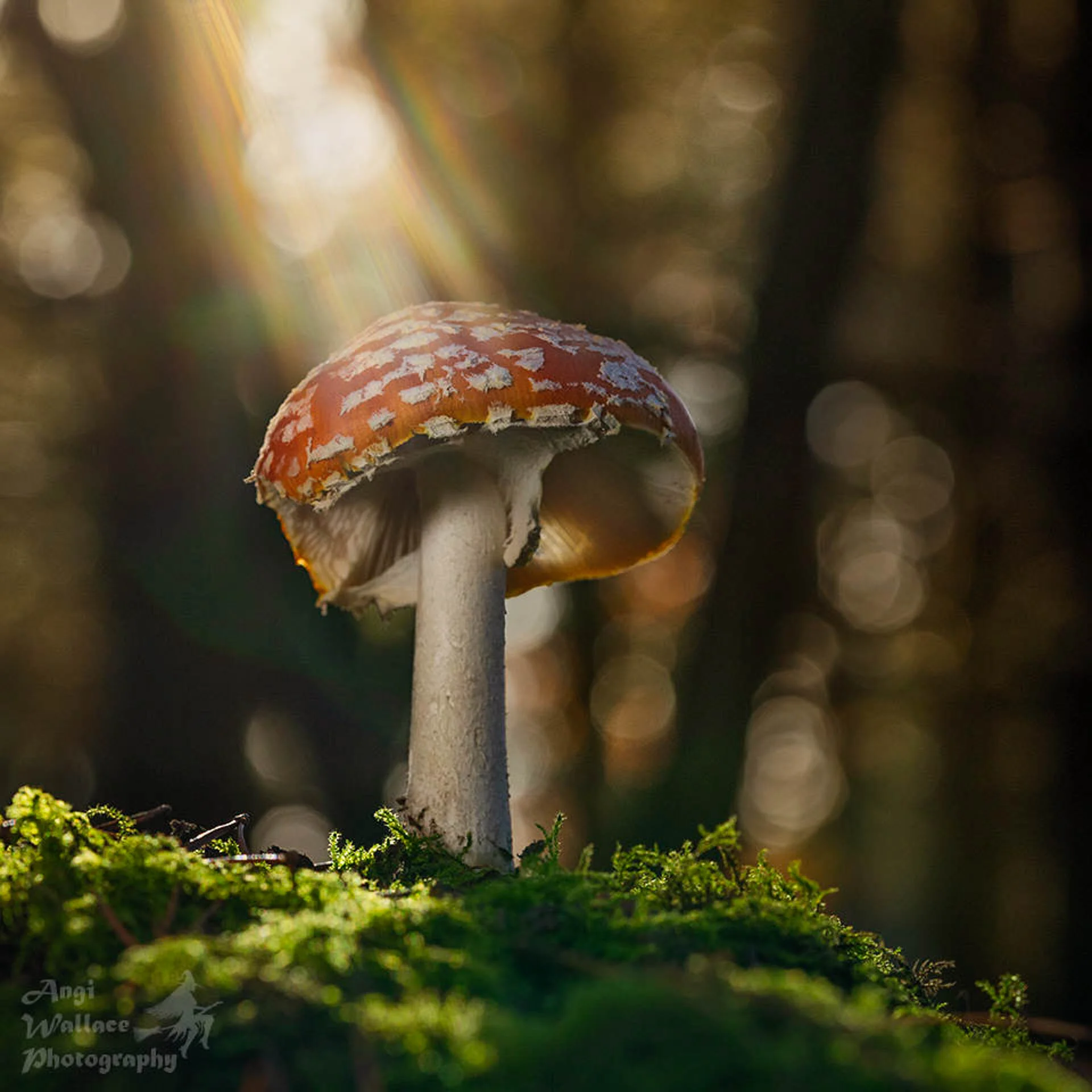 Mushroom in a forest with sunlight