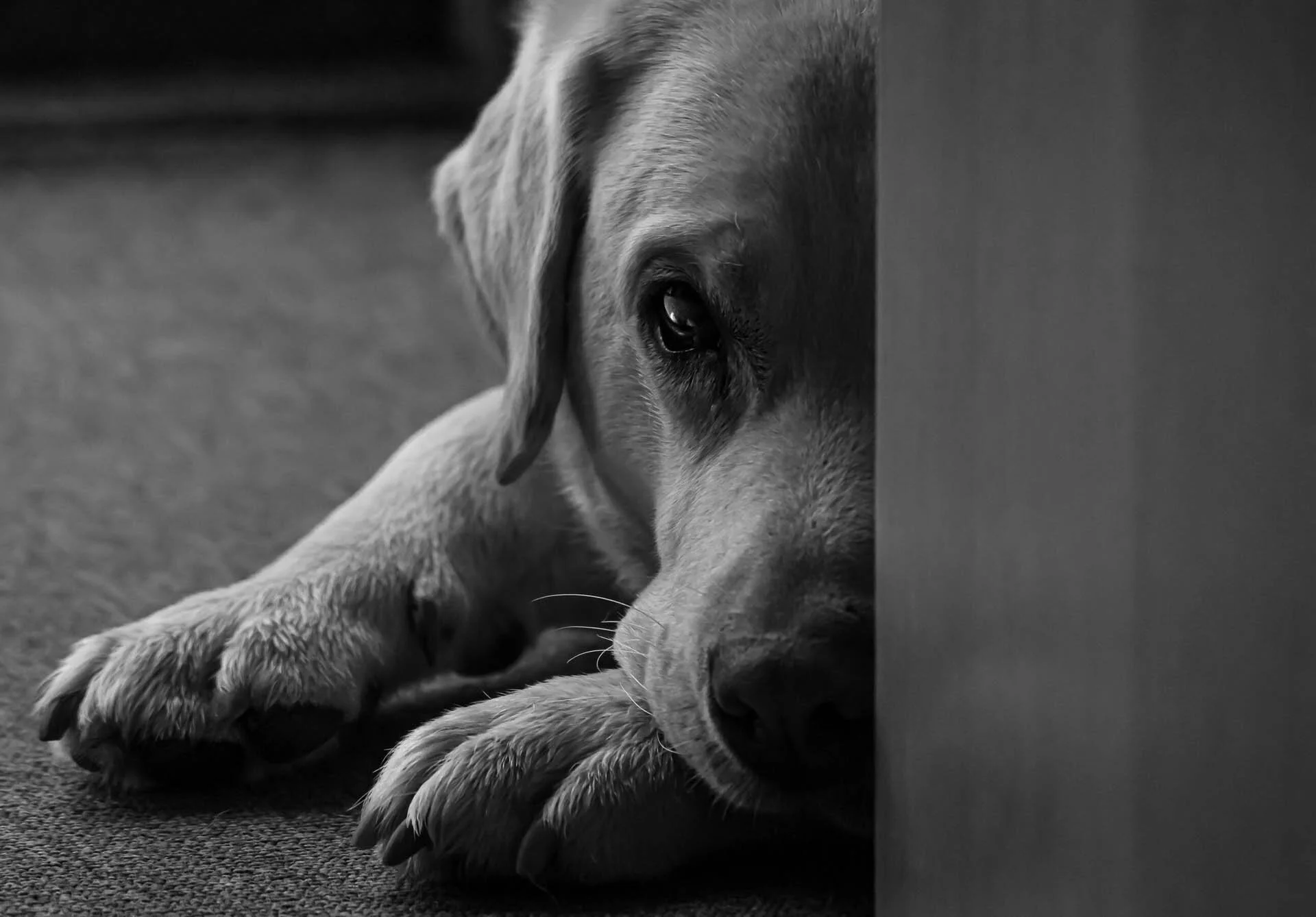 Black and white close-up of a Labrador Retriever resting its head on its paws, peering around a corner.