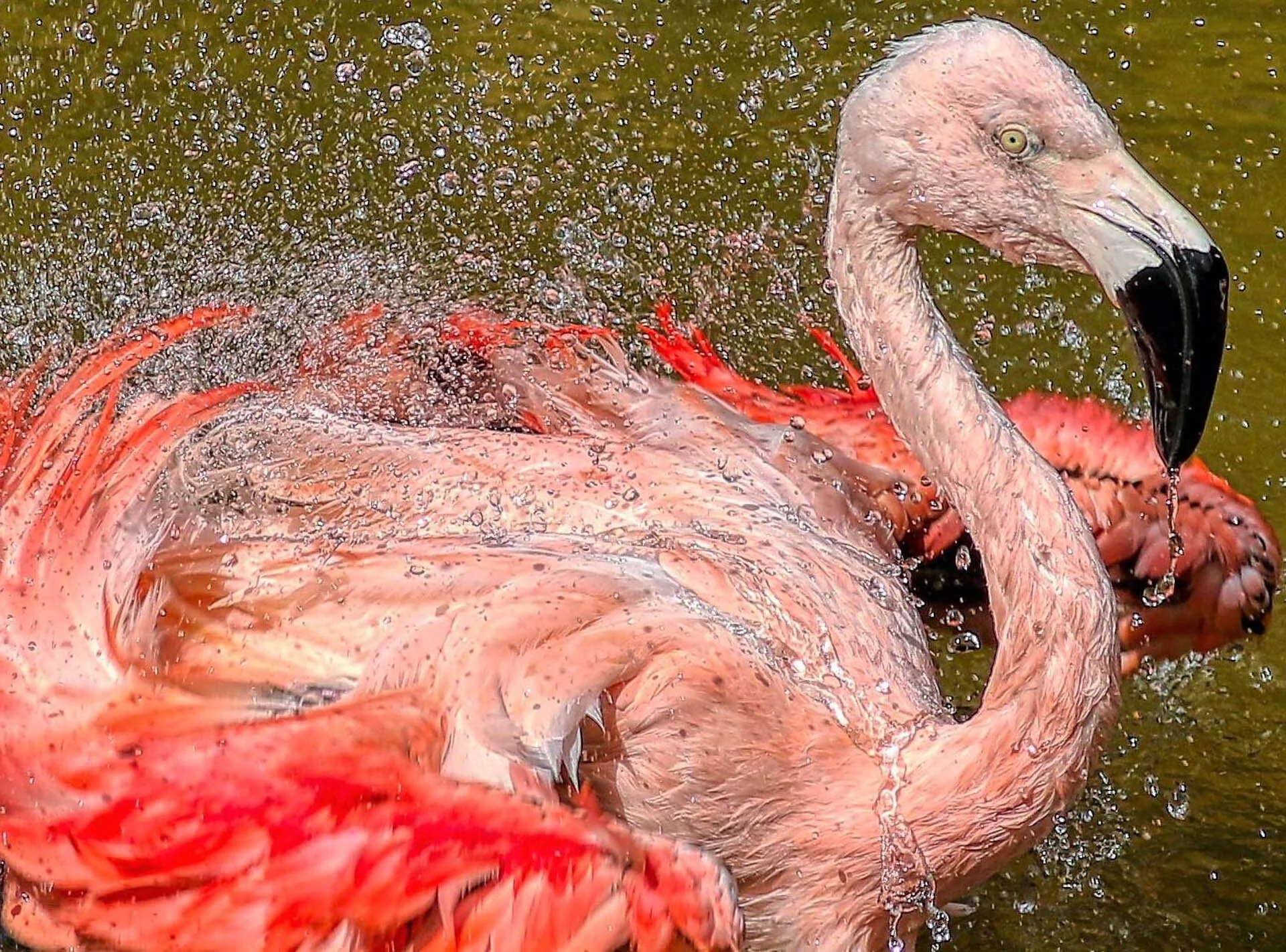 Flamingo splashing water, vibrant feathers ruffled, in a pond.