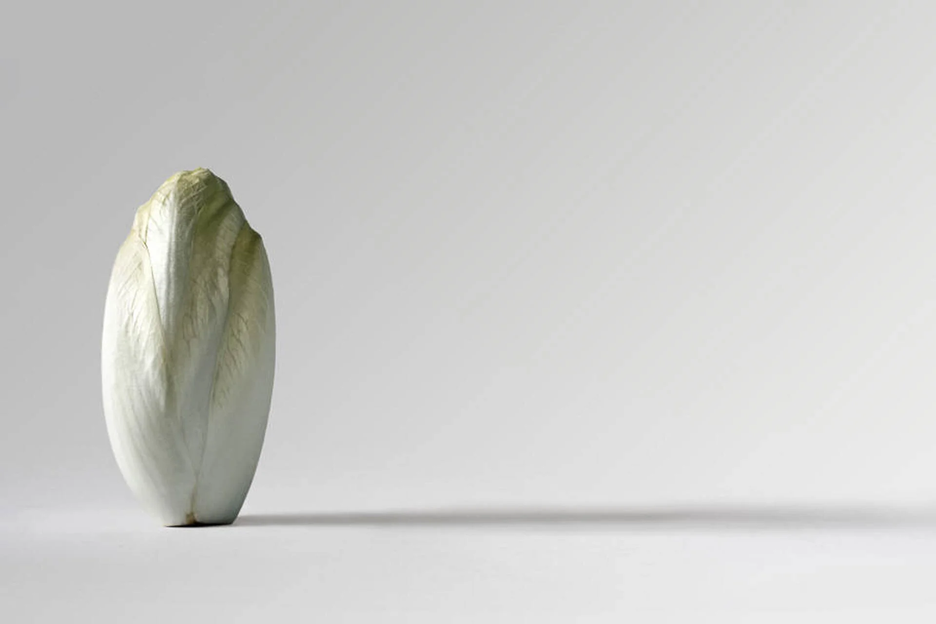 A single Belgian endive on a light gray background.