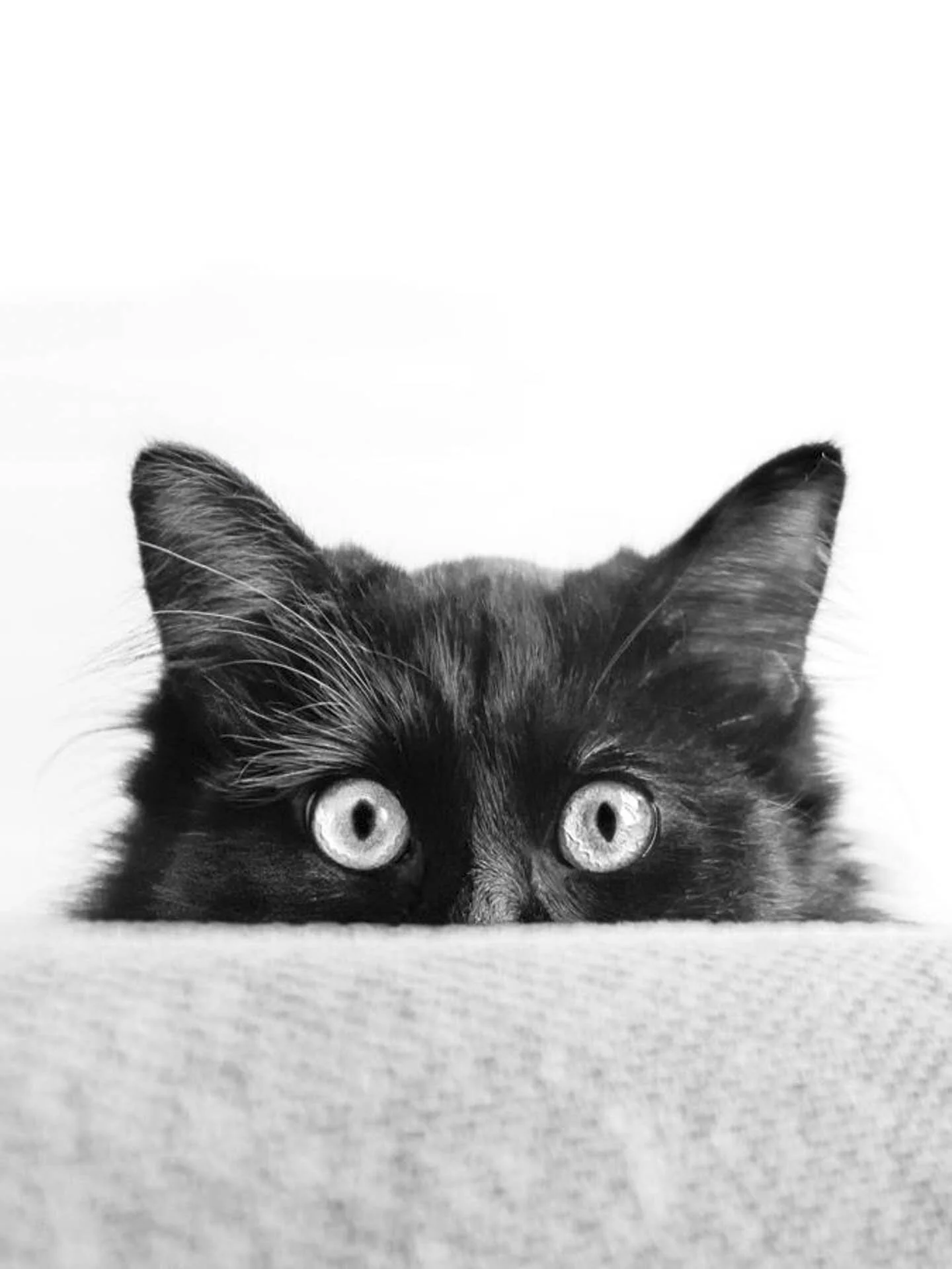 Black cat peeking over a textured surface with wide eyes, in black and white.