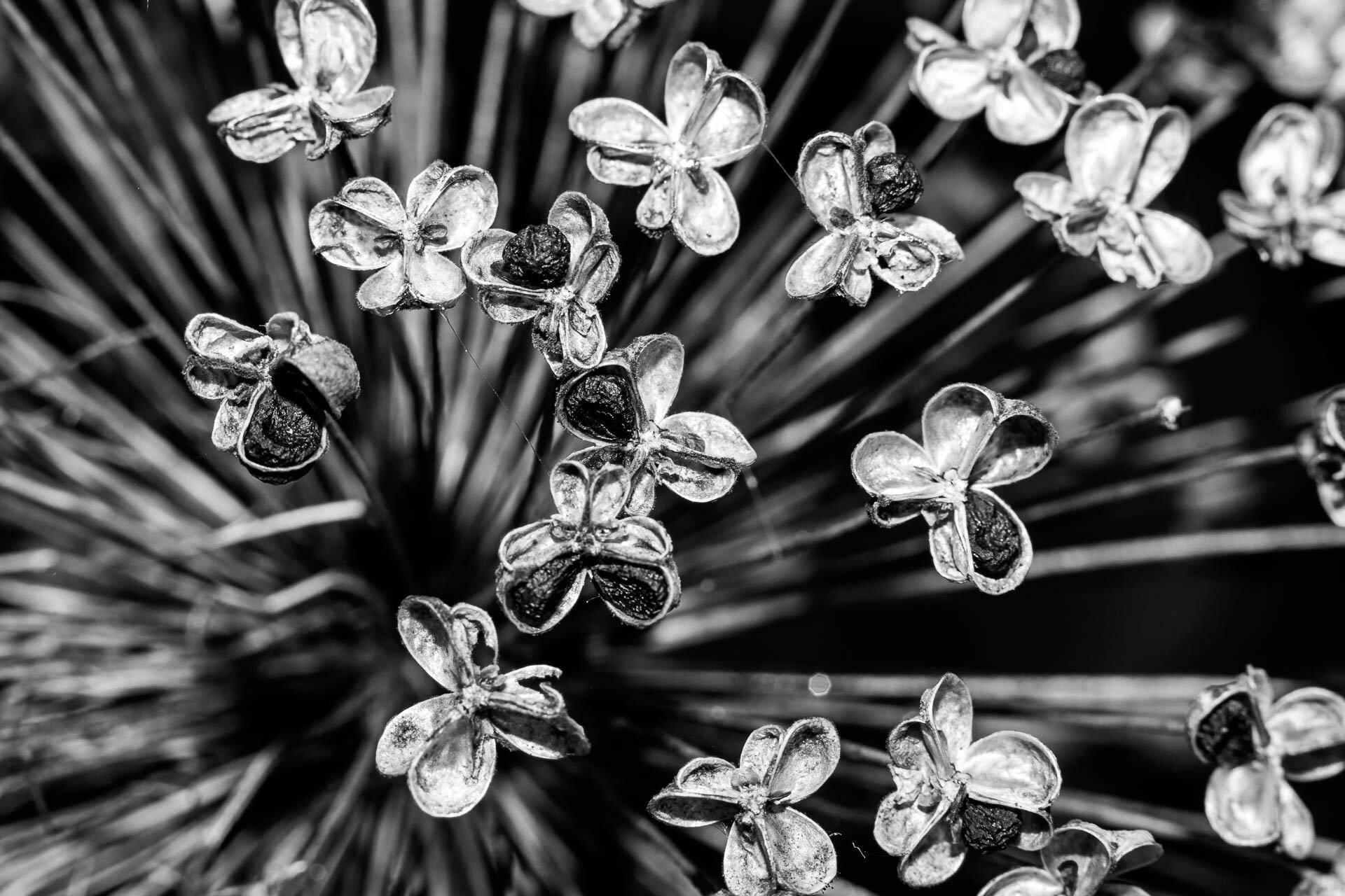 Black and white close-up of dried flowers with textured petals and dark seeds, radiating from a central point.