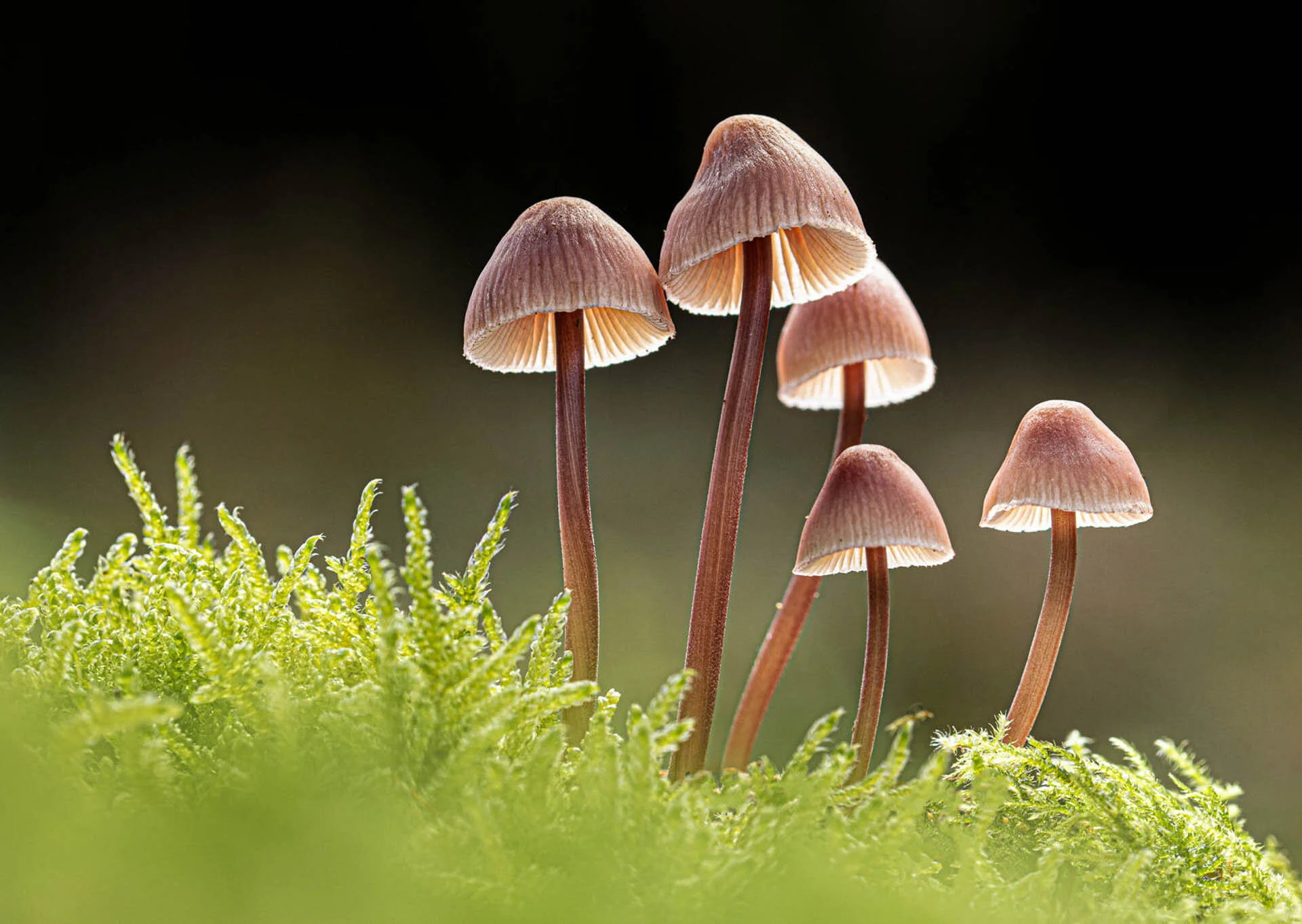Cluster of small brown mushrooms growing in green moss with a dark background.