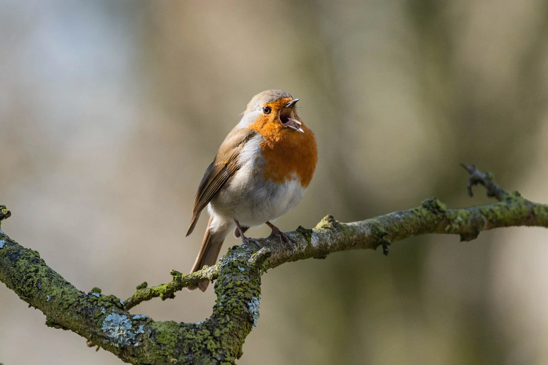 Robin bird singing on a lichen-covered branch