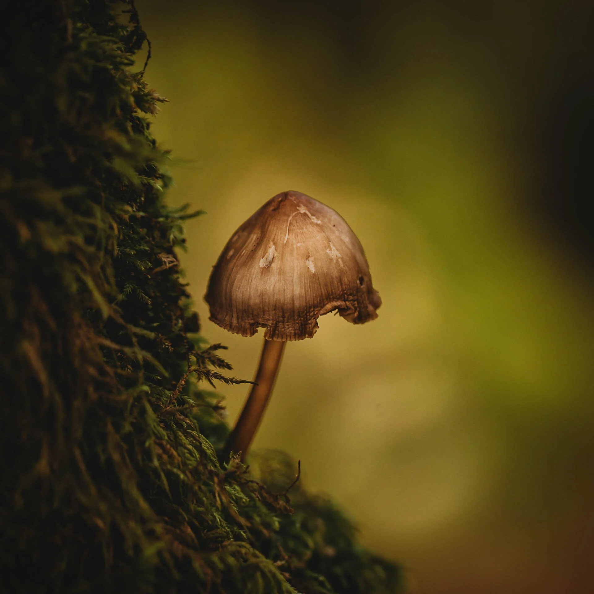 Close-up of a small brown mushroom growing from moss.