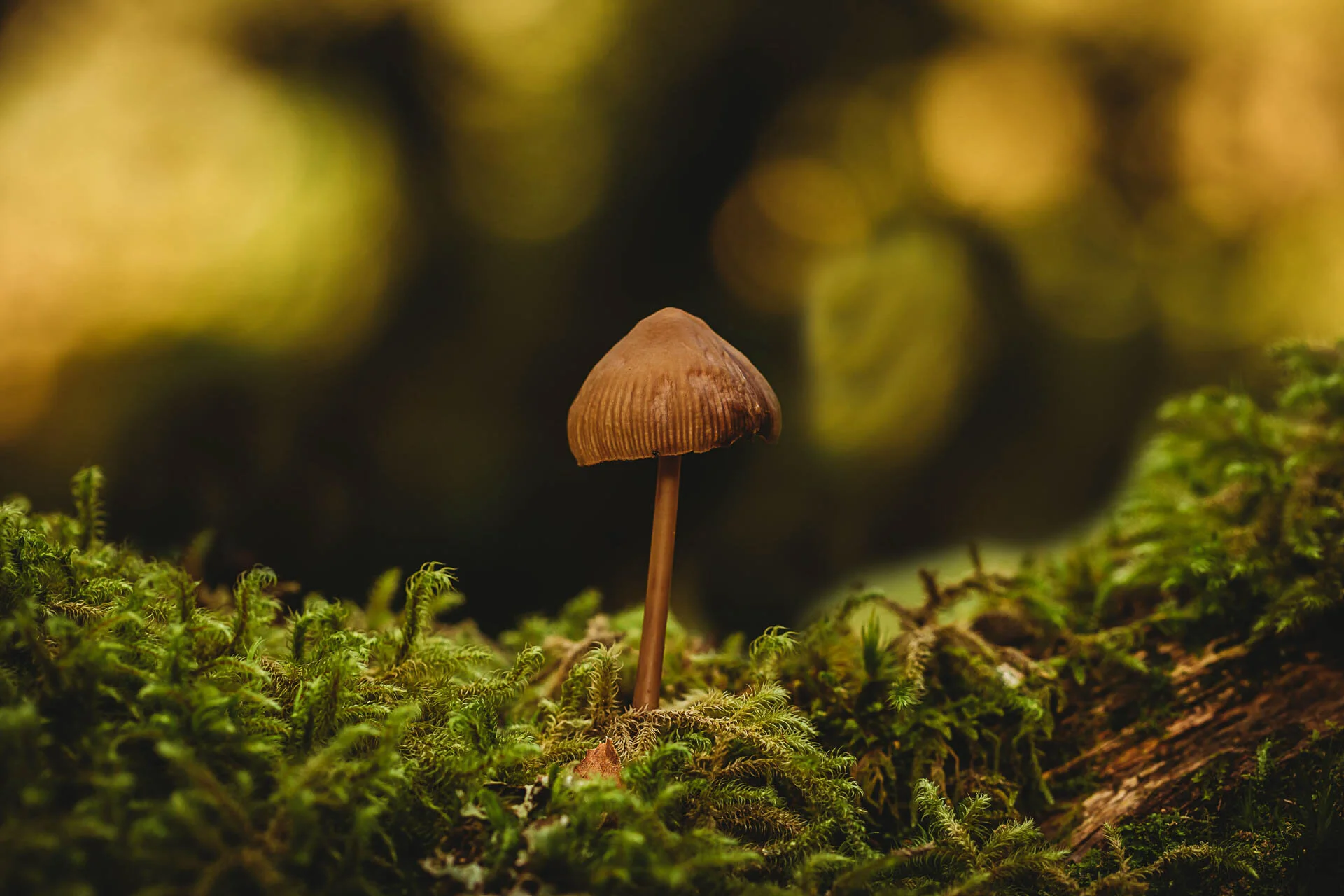 A single brown mushroom growing among green moss in a forest setting.