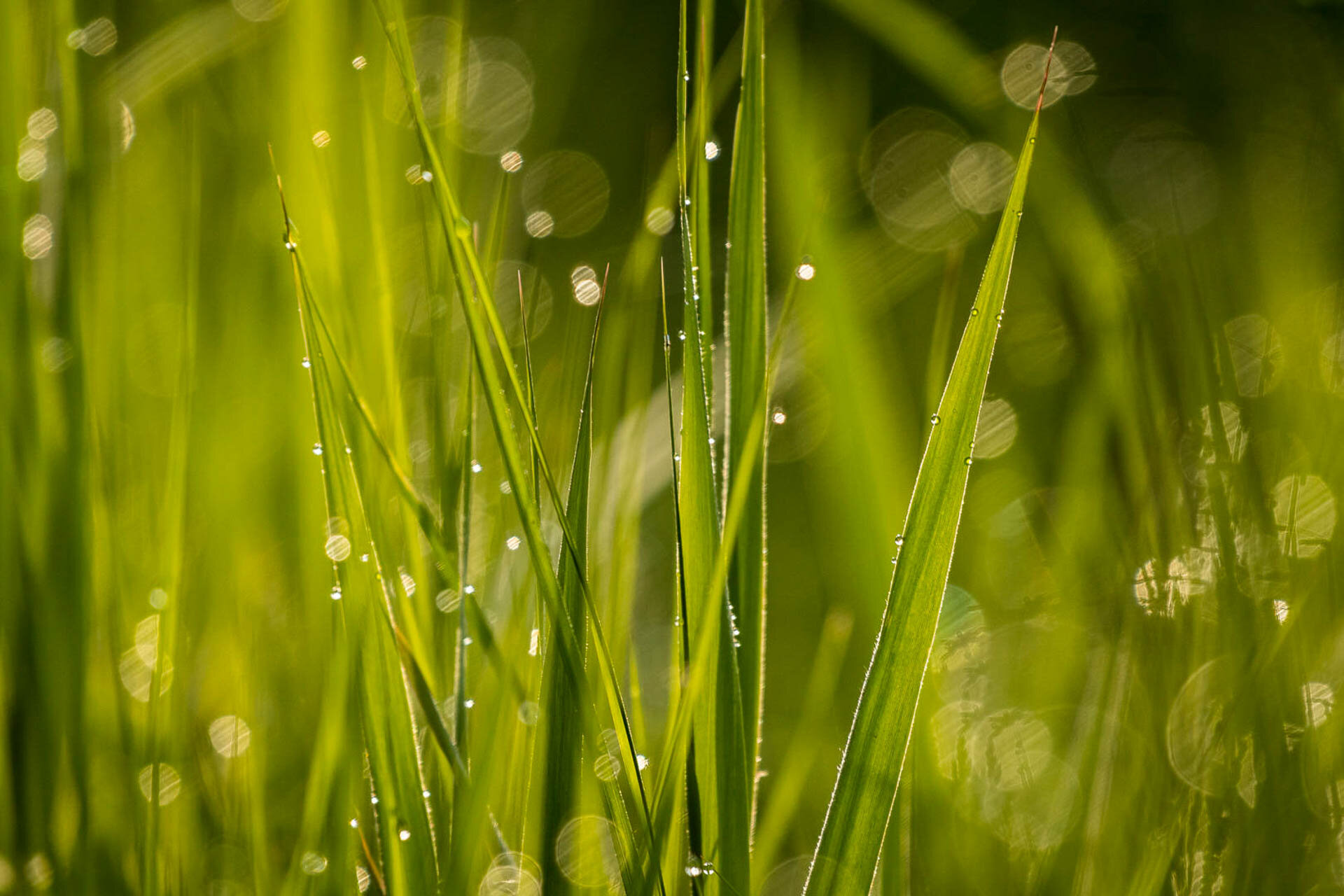 Close-up of green grass blades with dew drops and bokeh effect