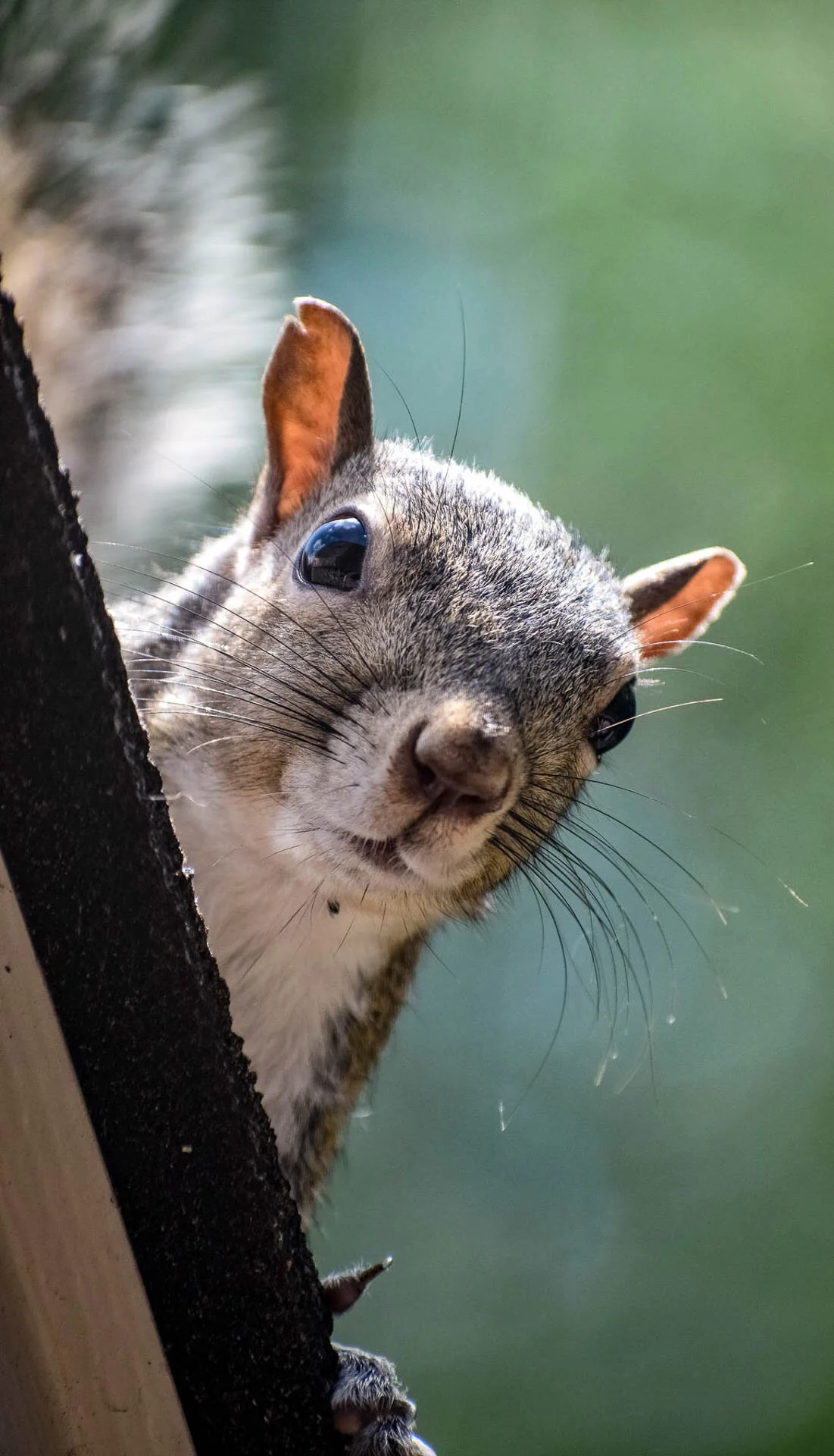 Close-up of a curious squirrel peeking from behind a tree branch.
