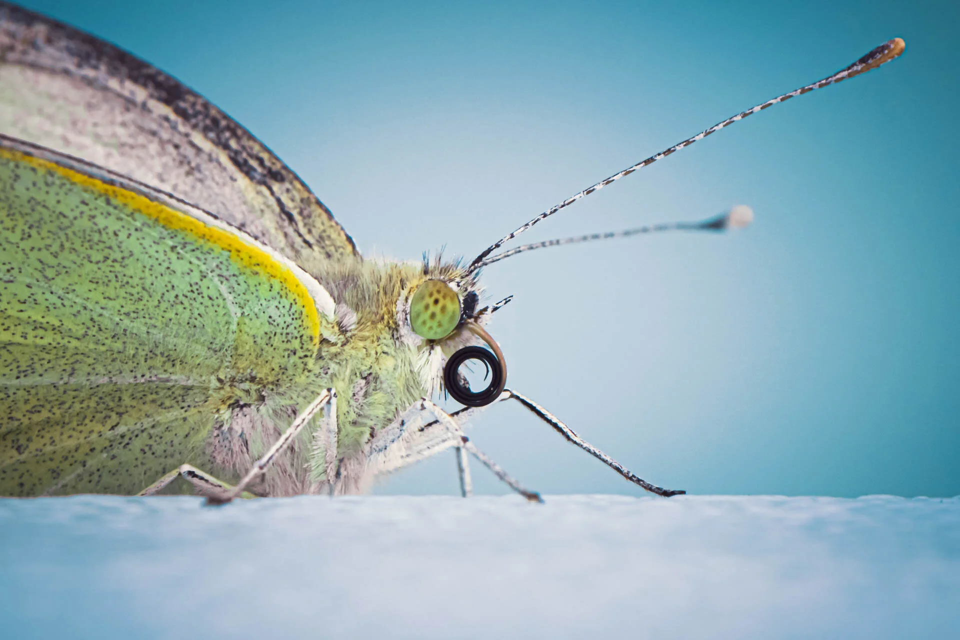 Macro close-up of a butterfly with green wings and yellow accents, showcasing its eye, proboscis, and antenna.