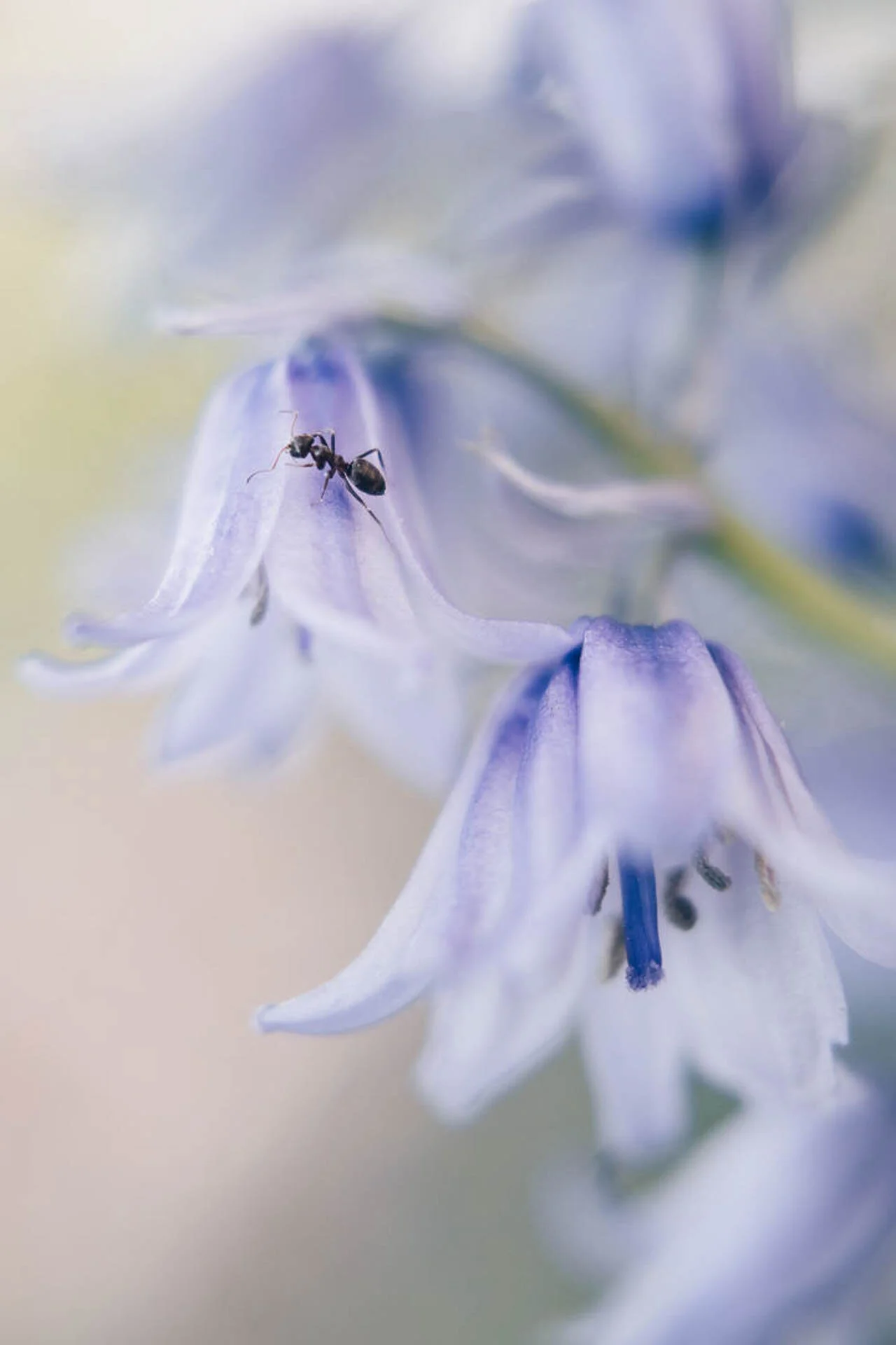 Close-up of a black ant on a pale purple flower.