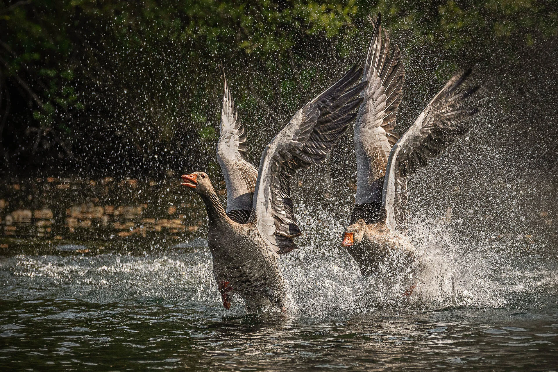 Two geese taking off from a water surface with wings outstretched and water splashing around them.