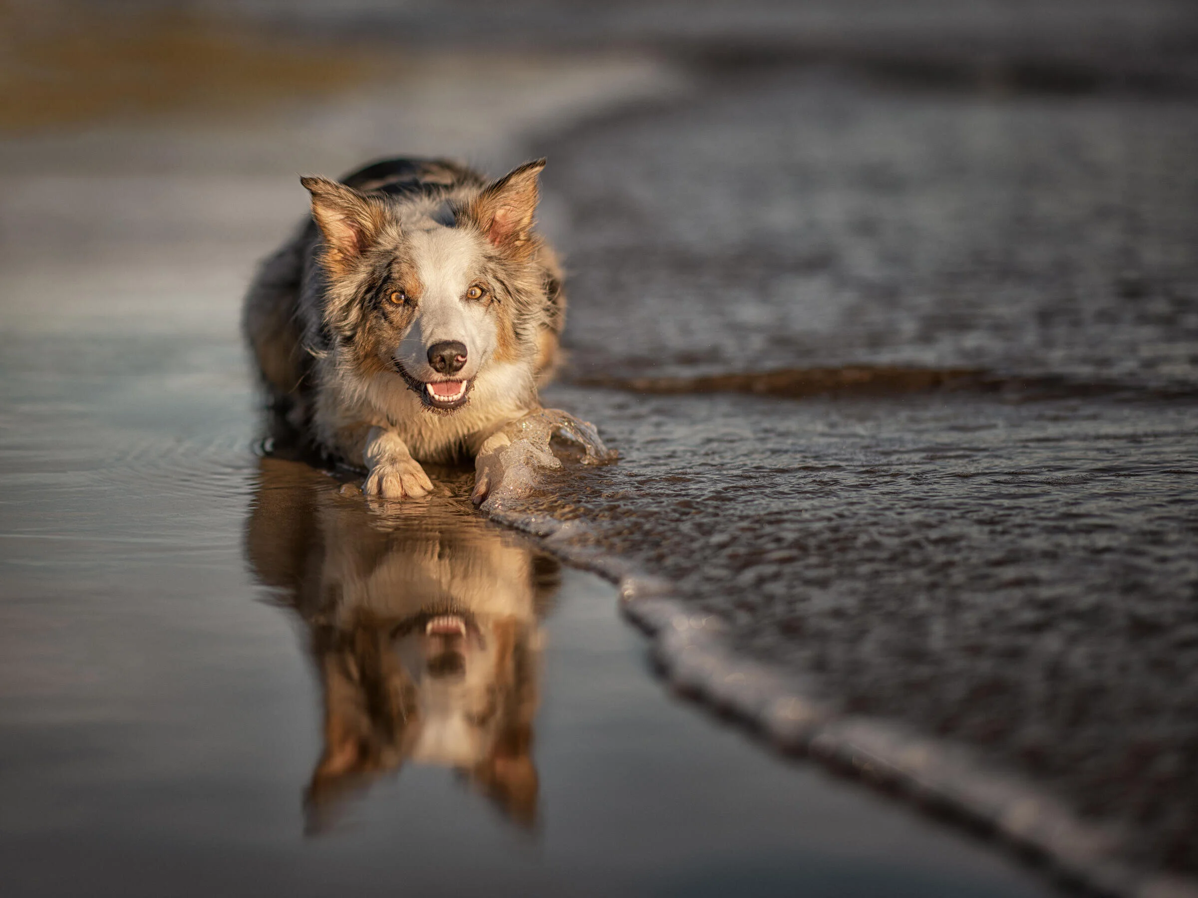 A dog crouched on a beach with its reflection in the water.