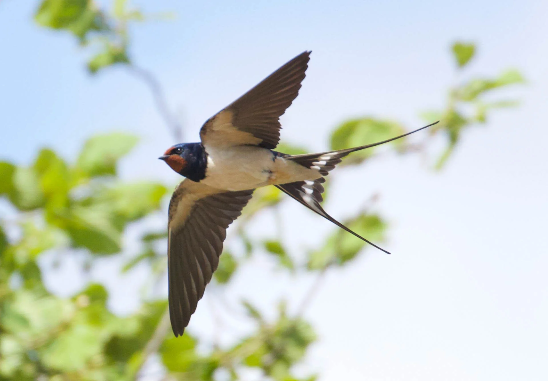 Barn swallow in flight with green foliage in the background.