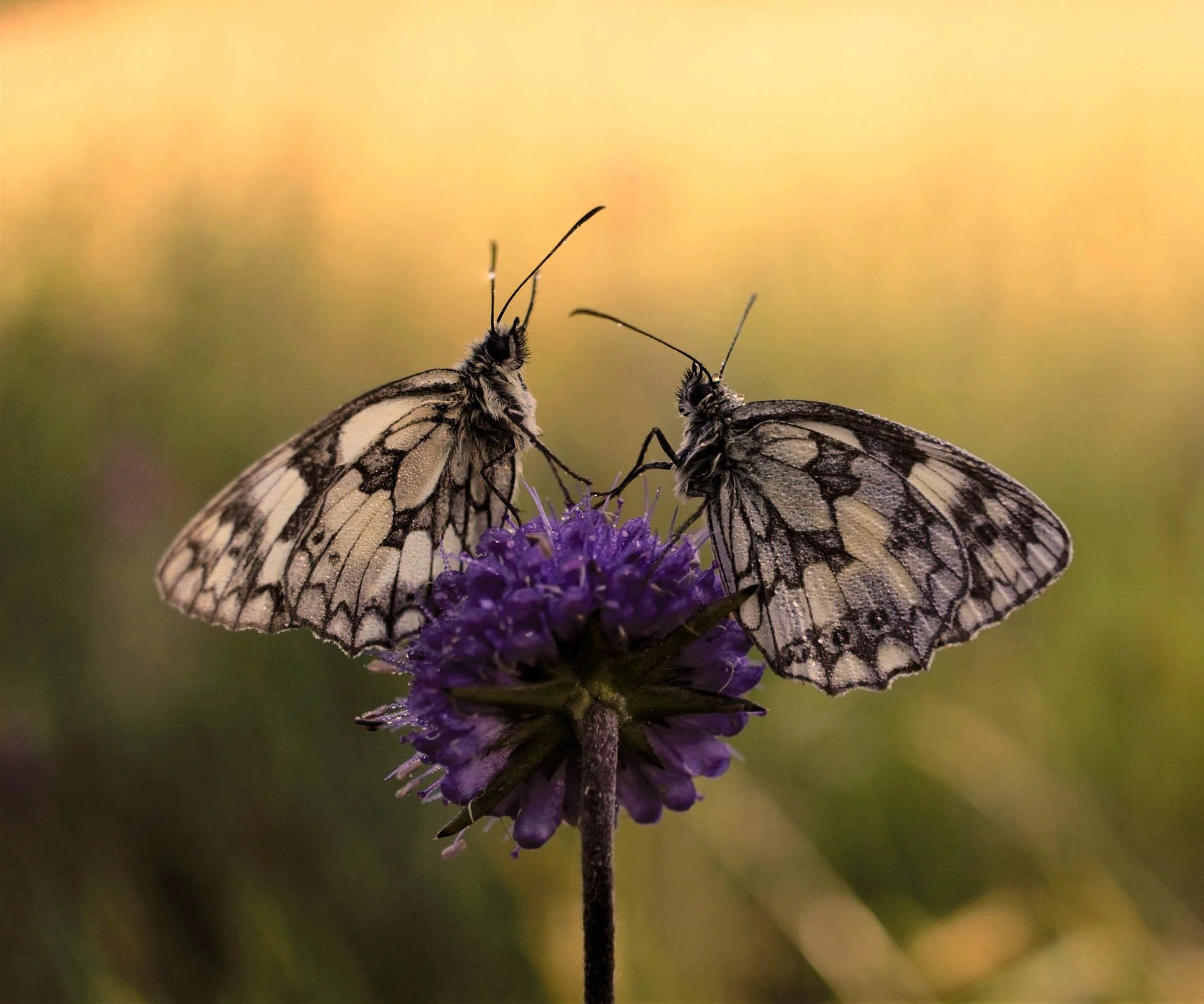 Two marbled white butterflies on a purple flower in a field.
