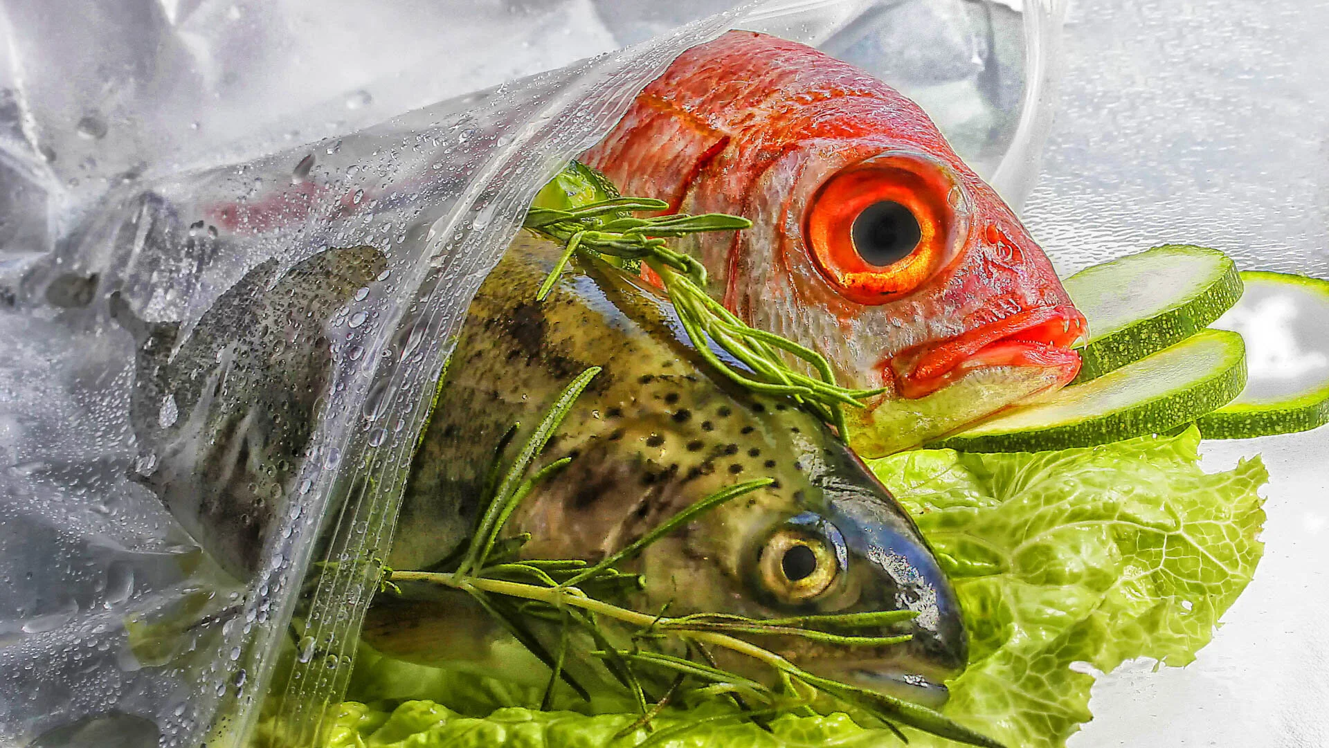 Two fish with herbs and sliced zucchini on lettuce, wrapped in plastic.