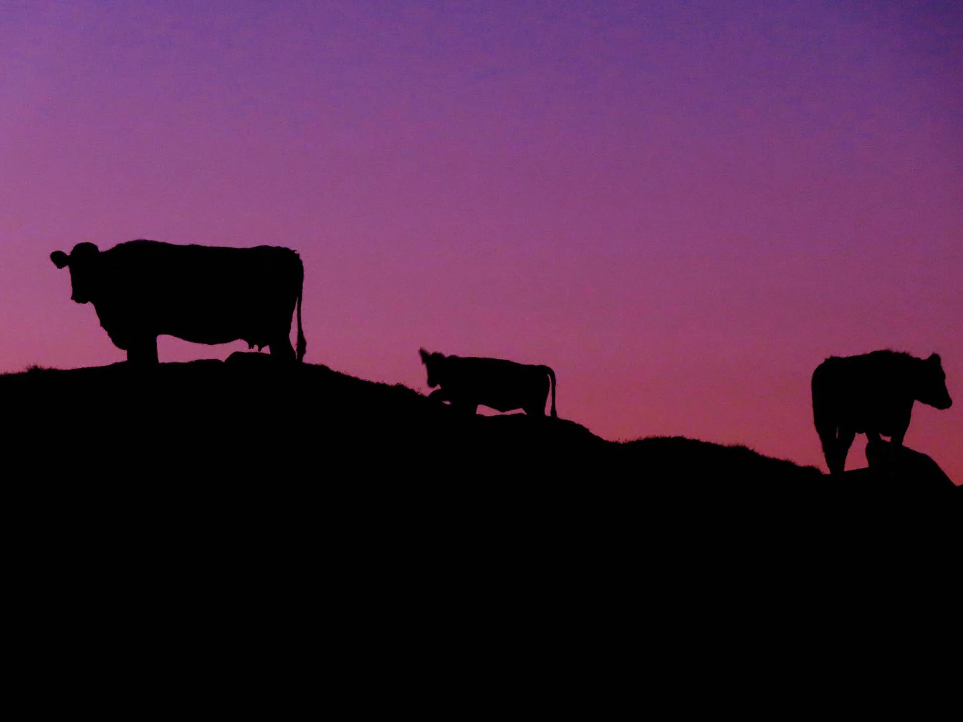 Silhouette of three cows standing on a hill against a purple and pink sunset sky.